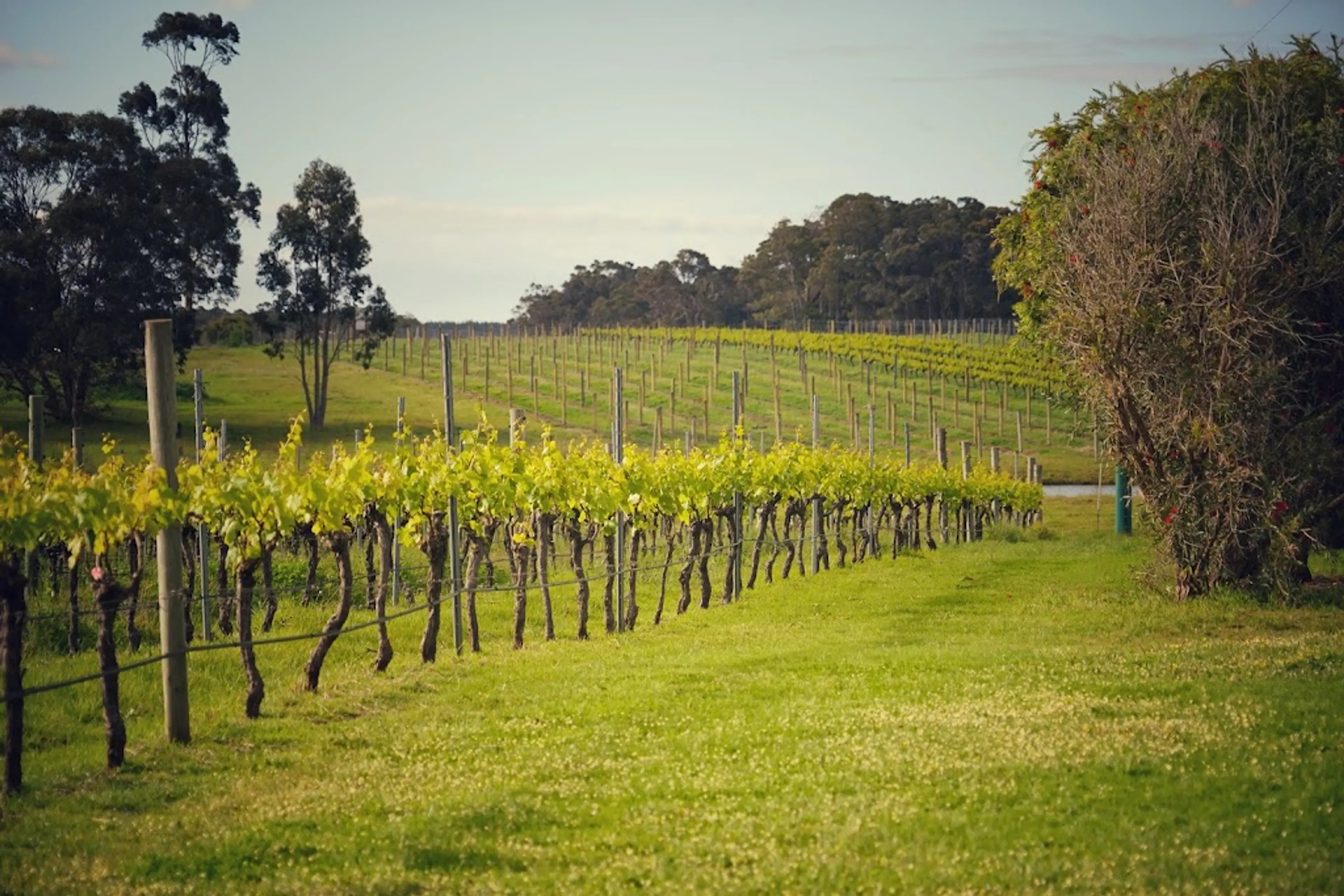 Margaret River Vineyards