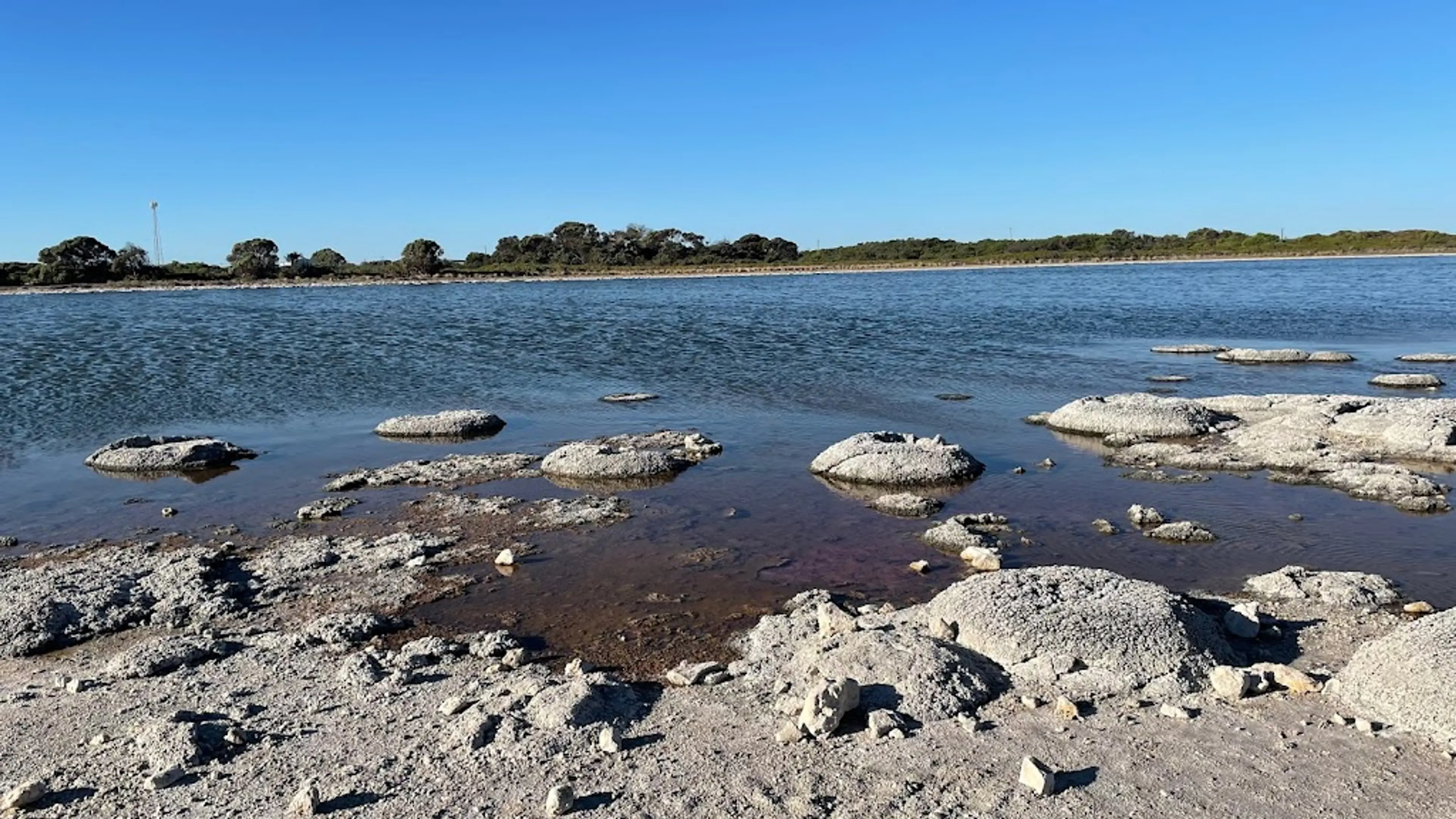 Stromatolites in Lake Thetis