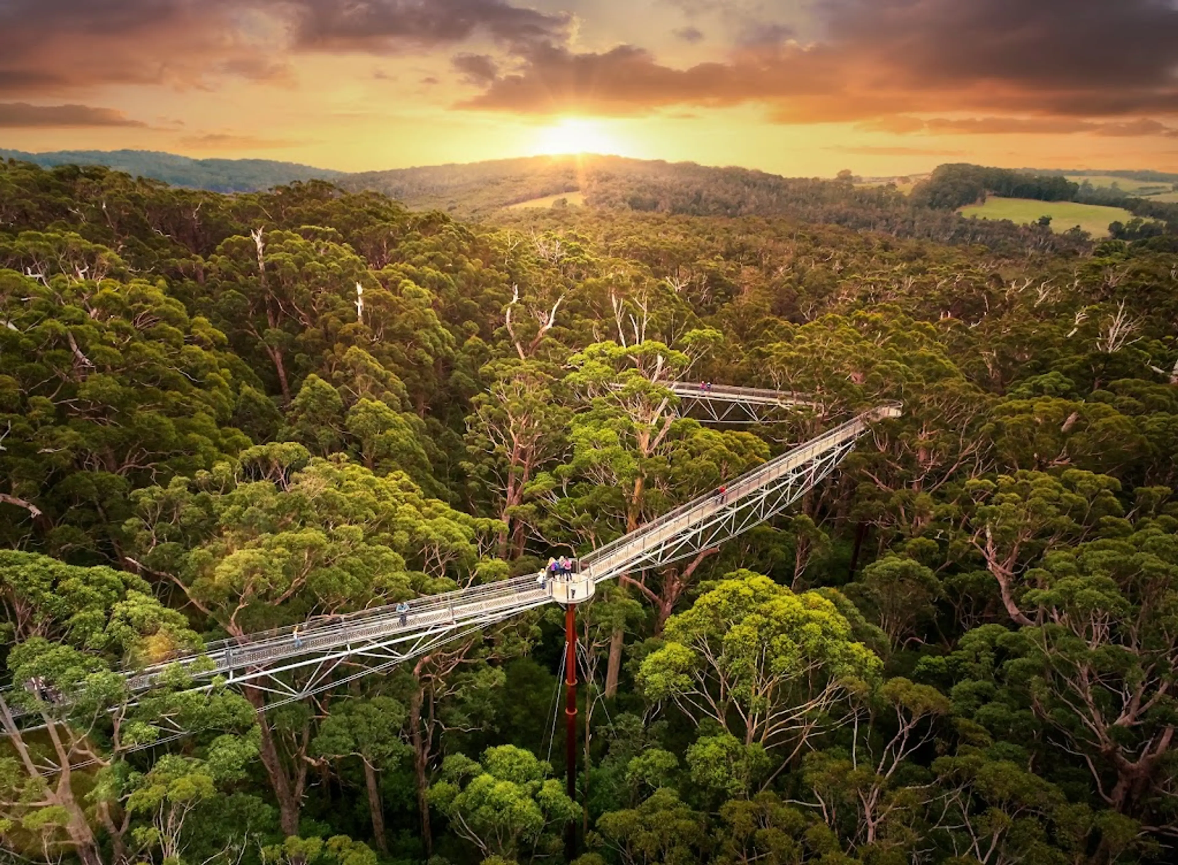 Valley of the Giants Tree Top Walk