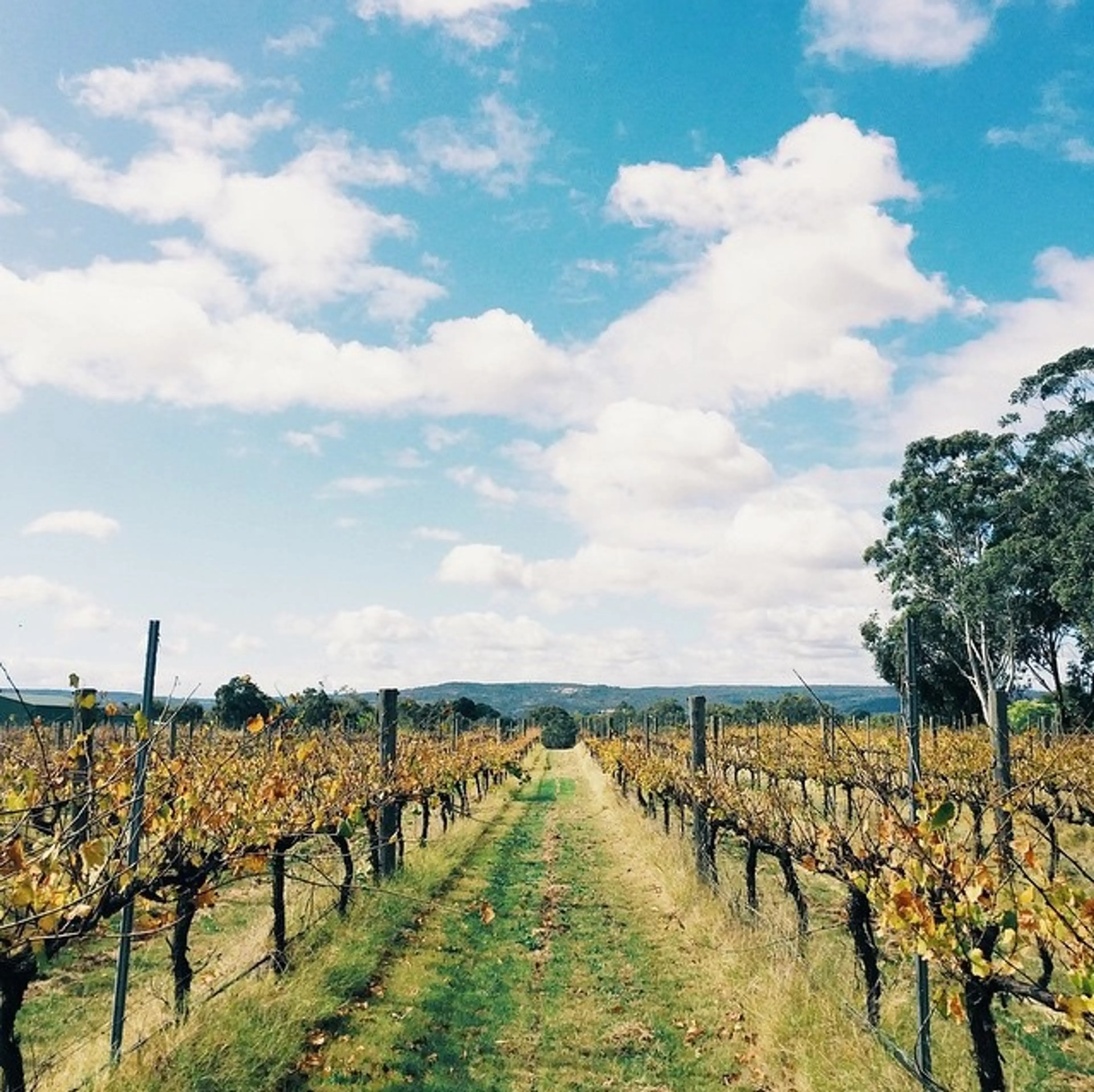 Winery in Swan Valley