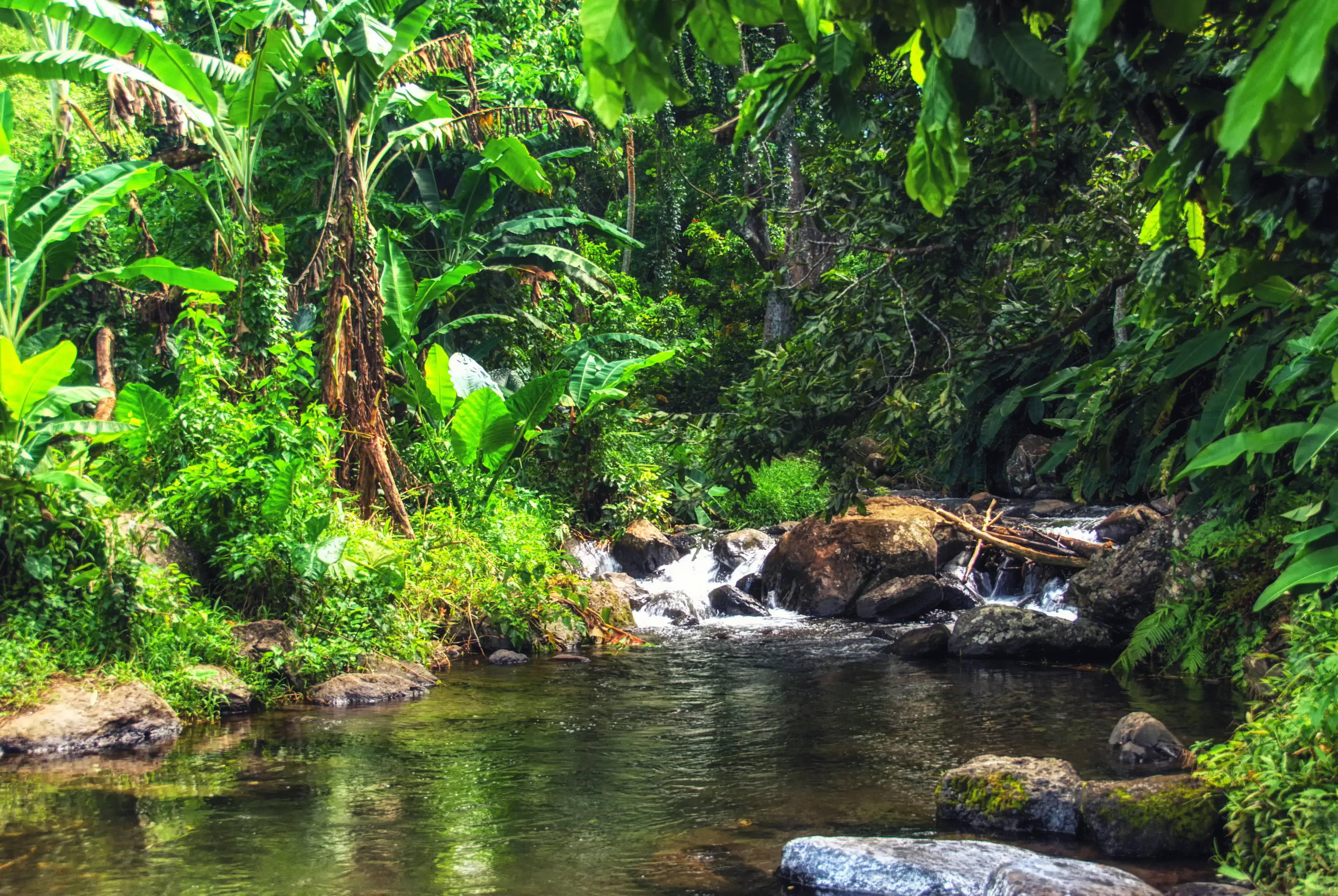 Lush Rainforests