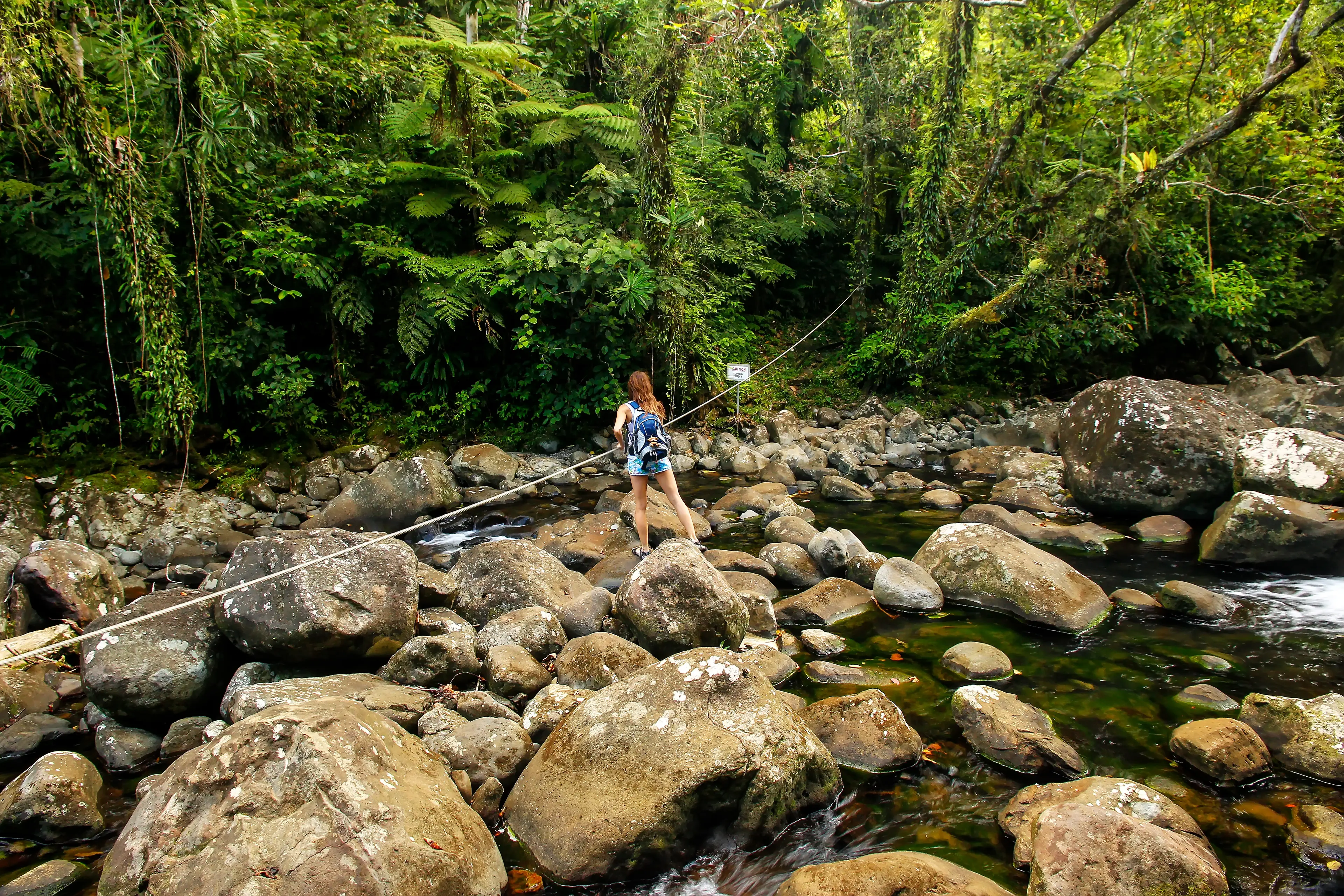 Rainforest