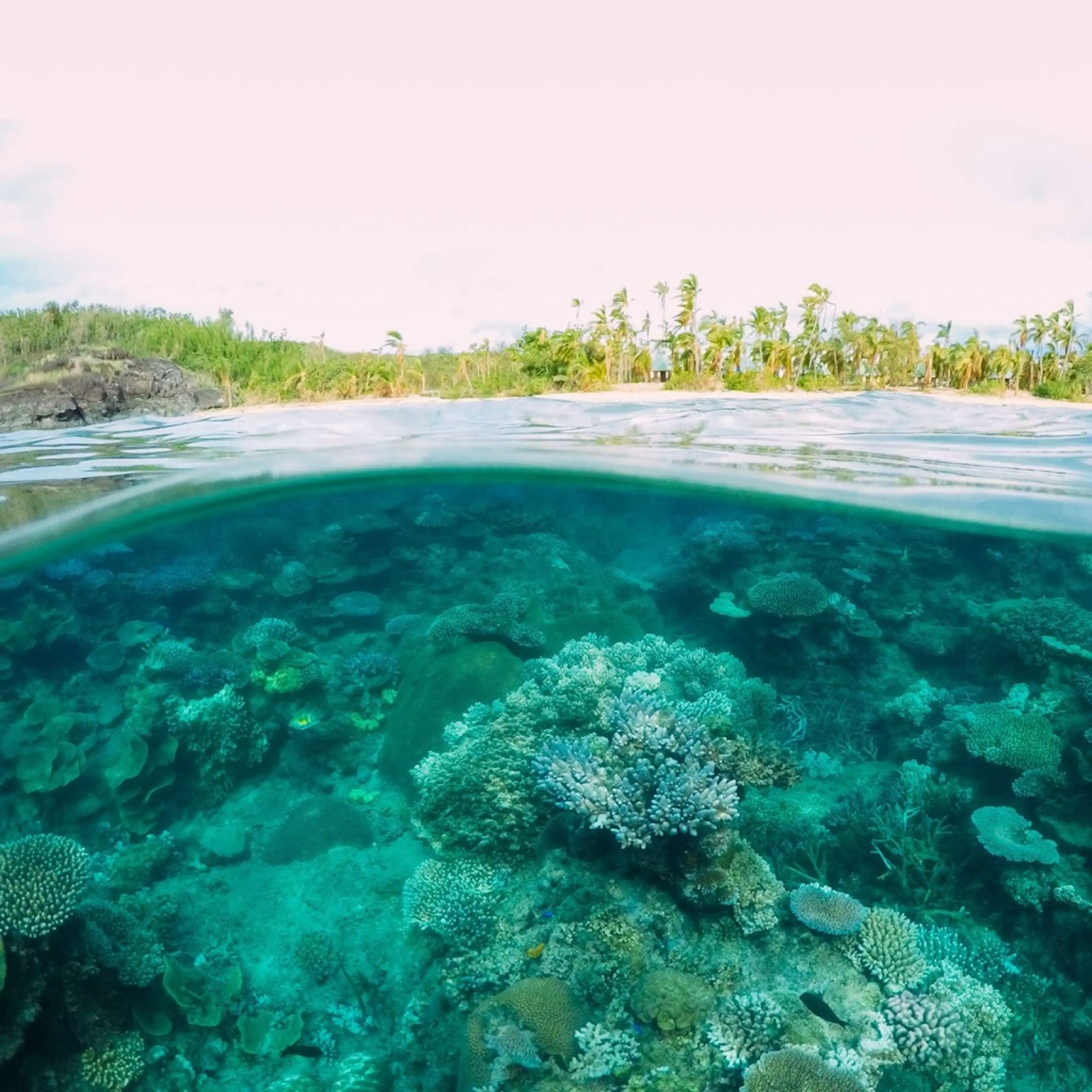 Fiji's Coral Reefs