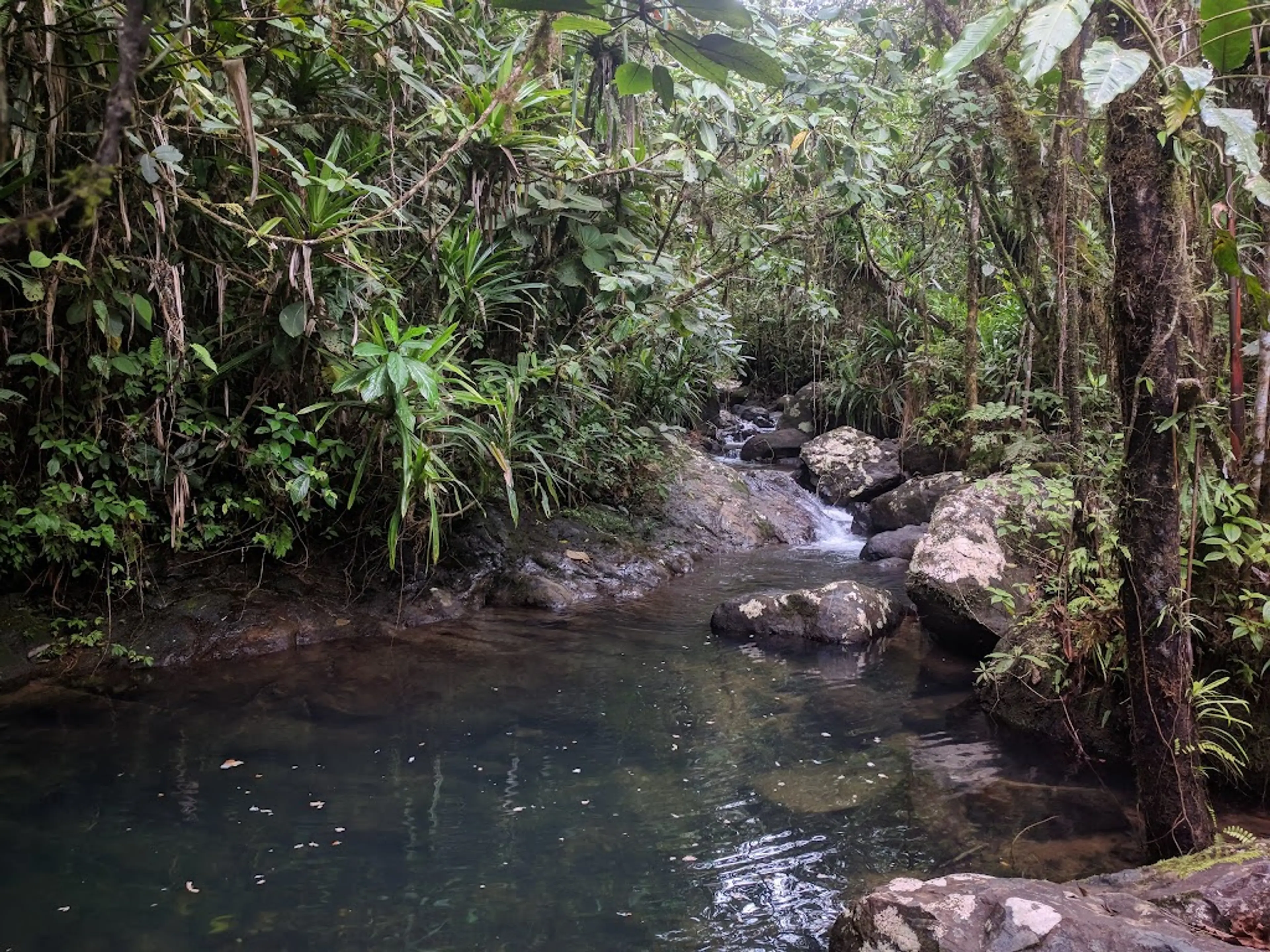 Guided Tour of Rainforest