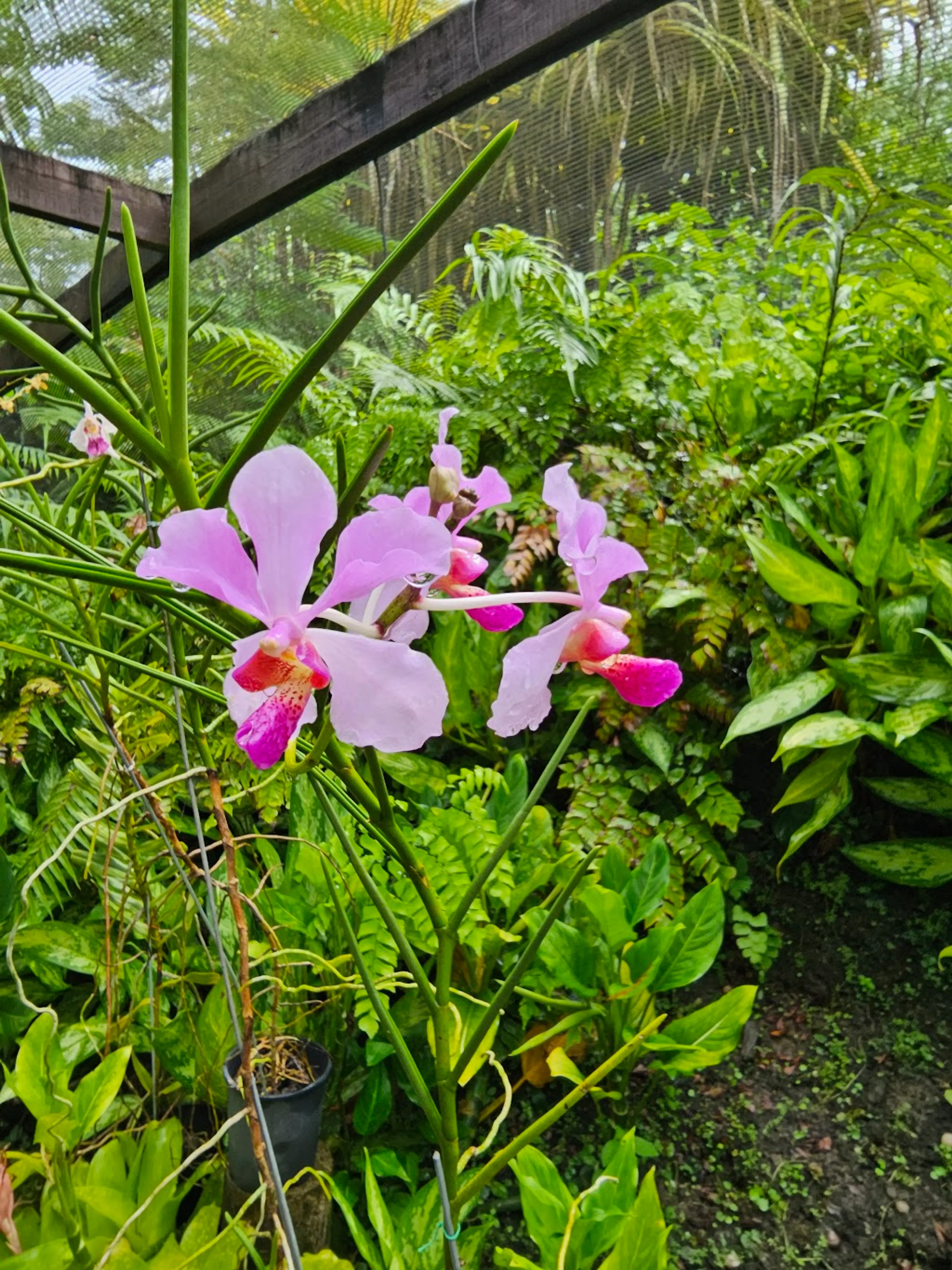 Orchid Garden