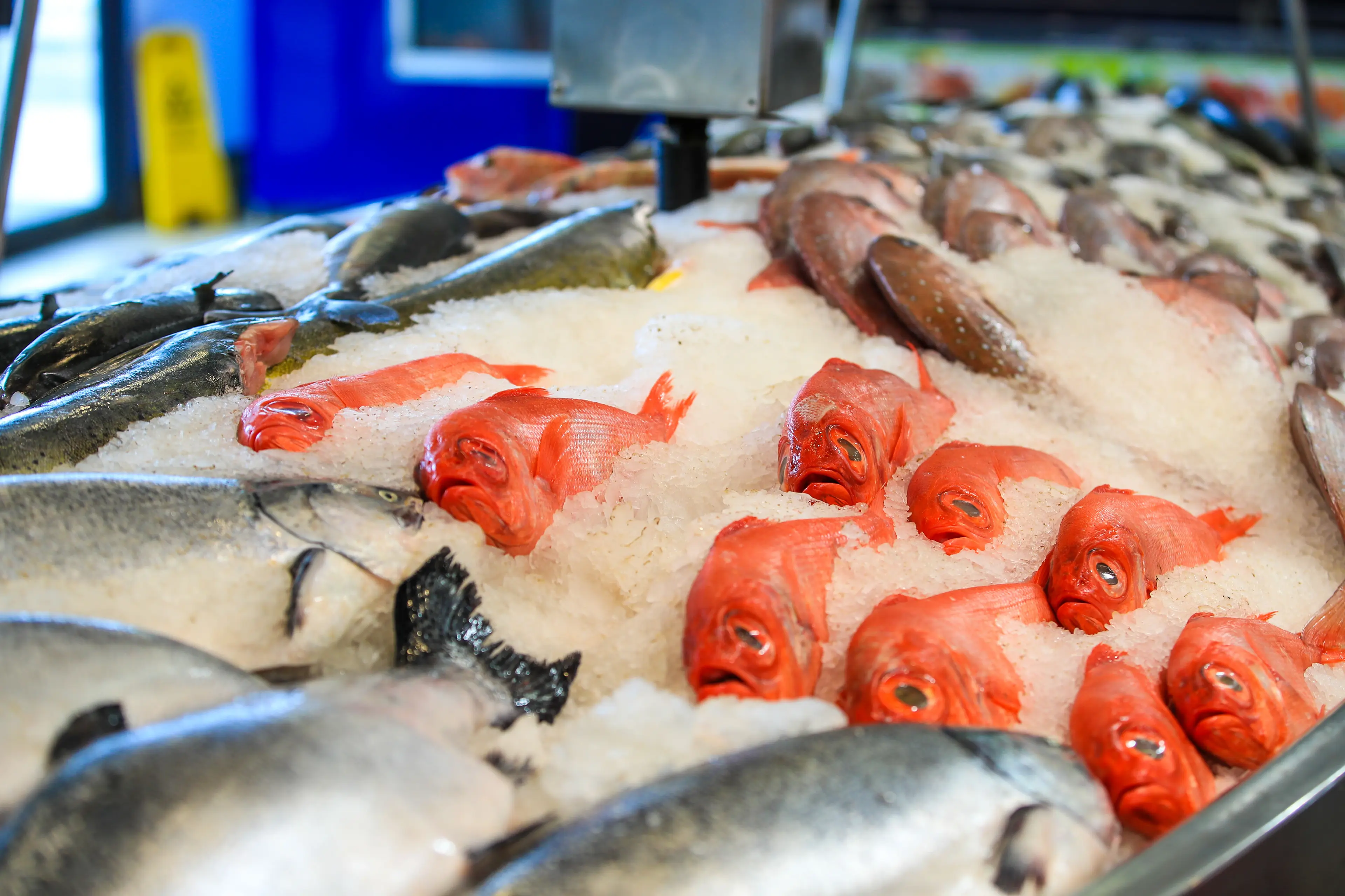 Auckland Fish Market