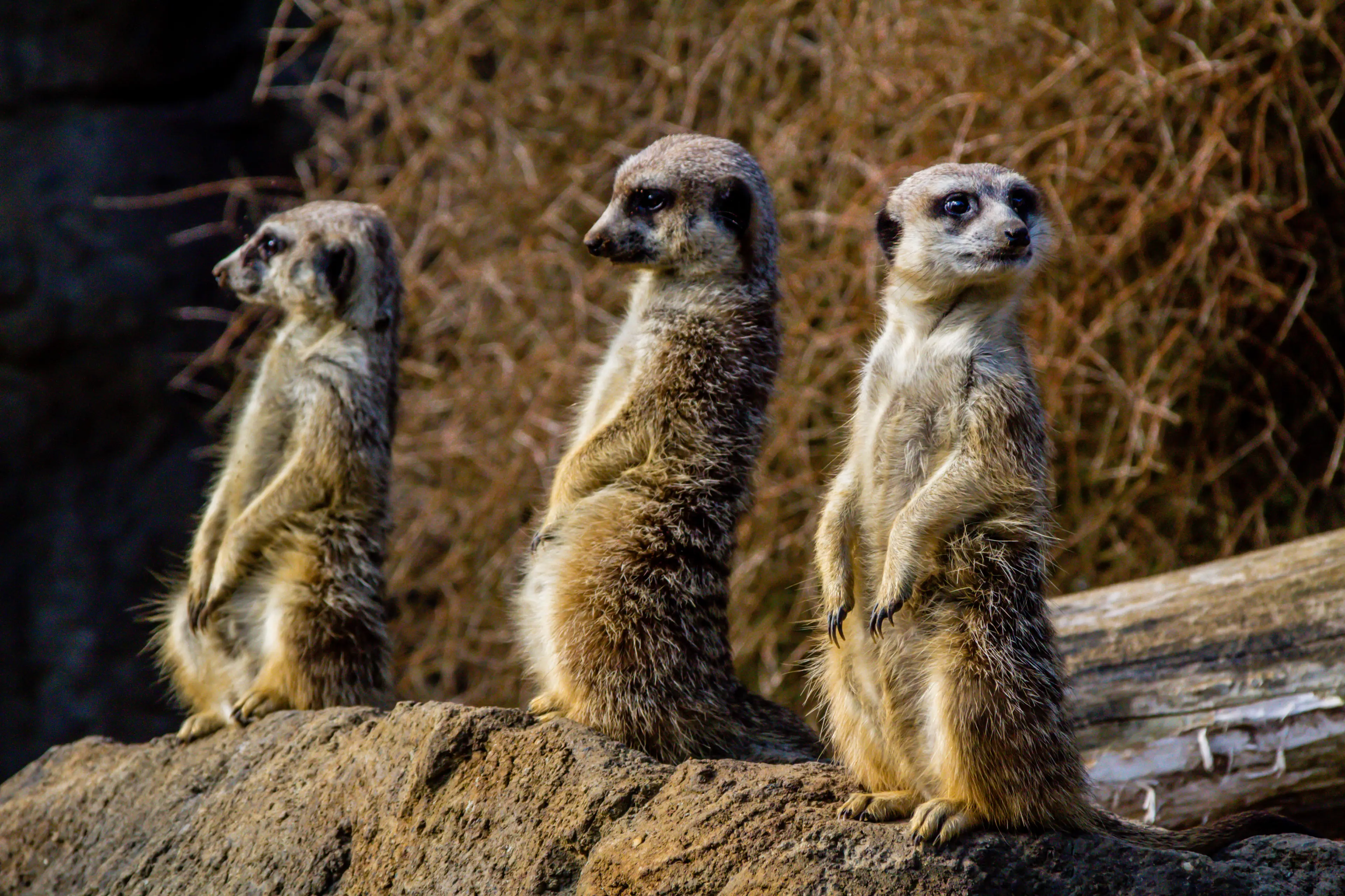 Auckland Zoo