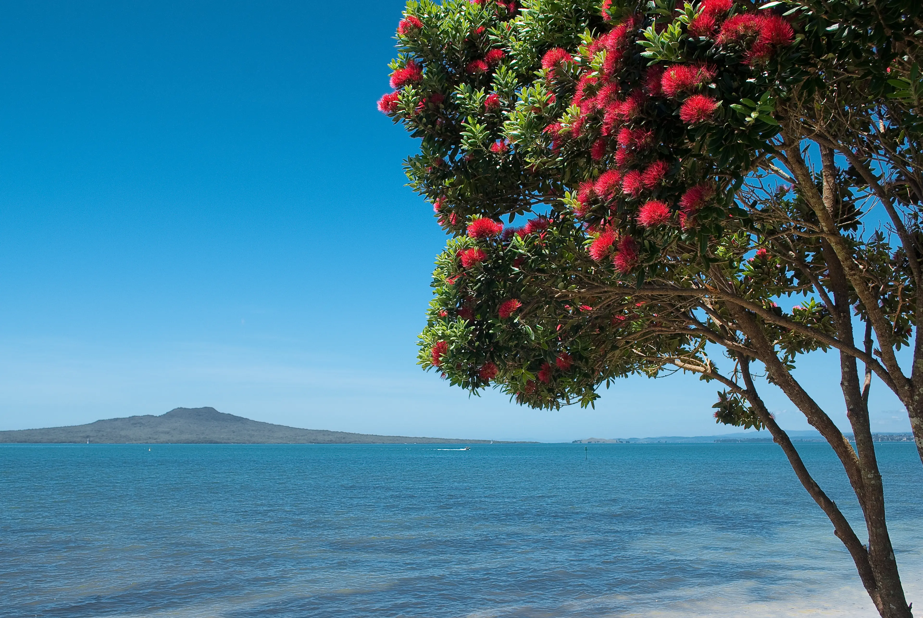 Rangitoto Island