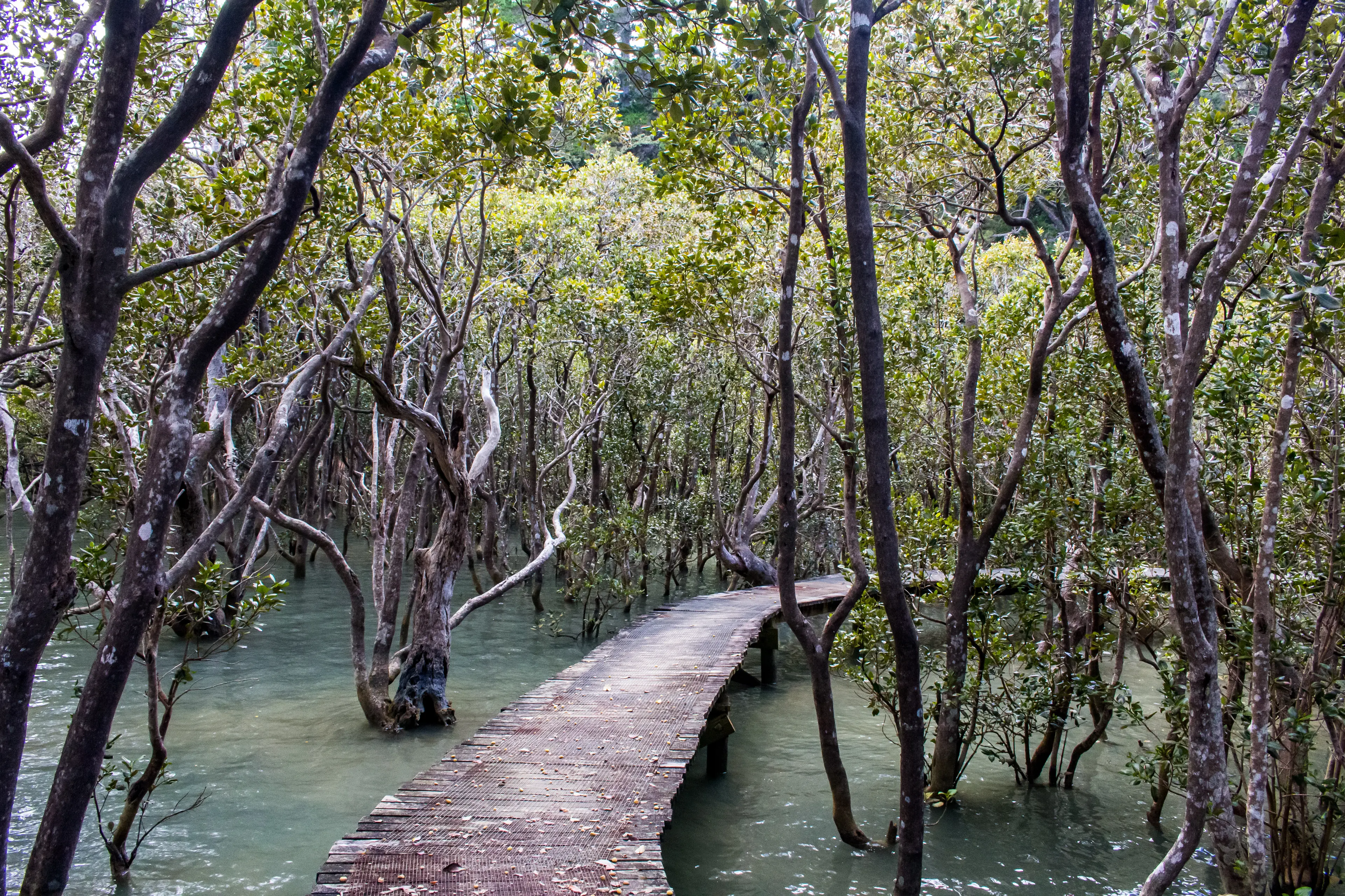 Opua Forest