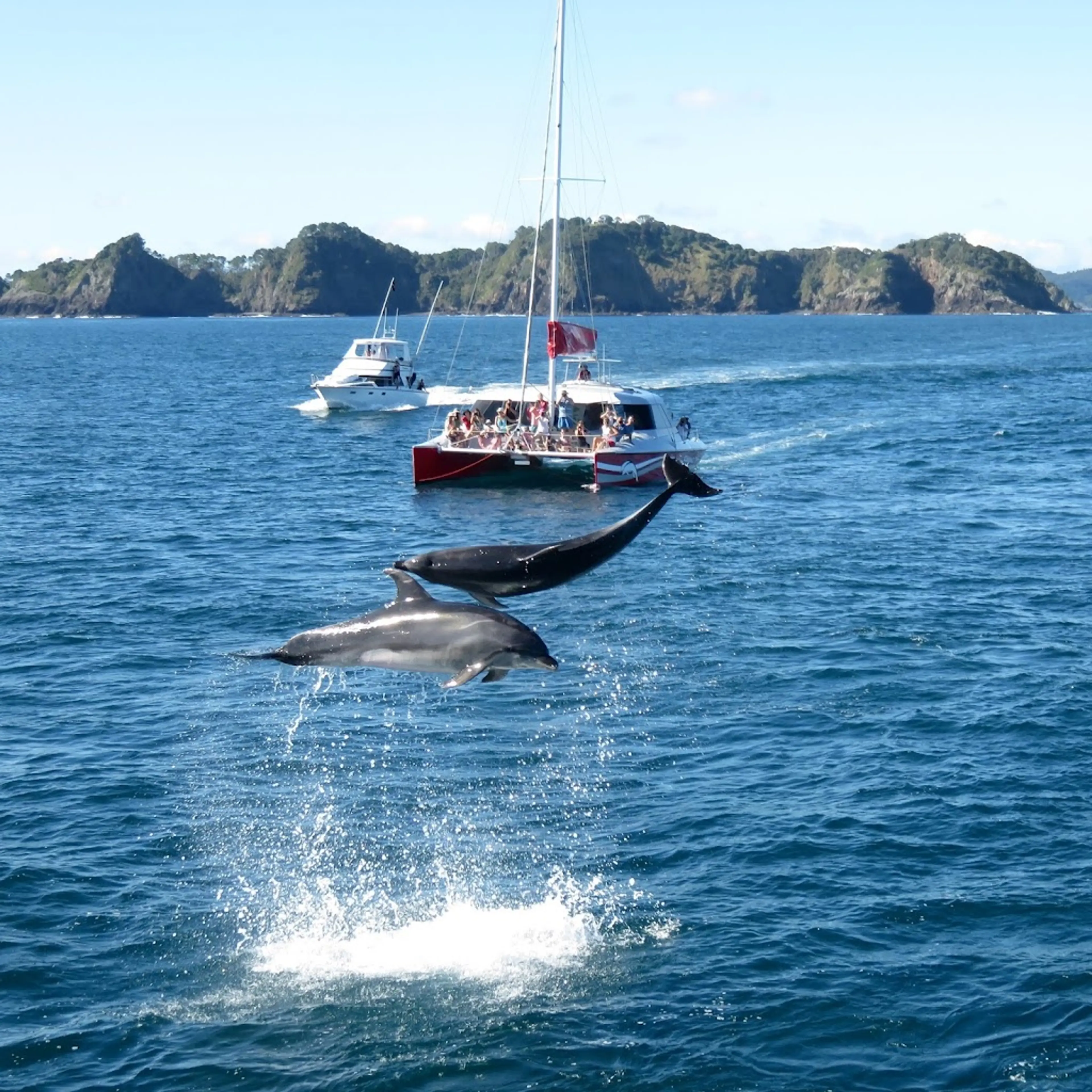 Dolphin watching tour