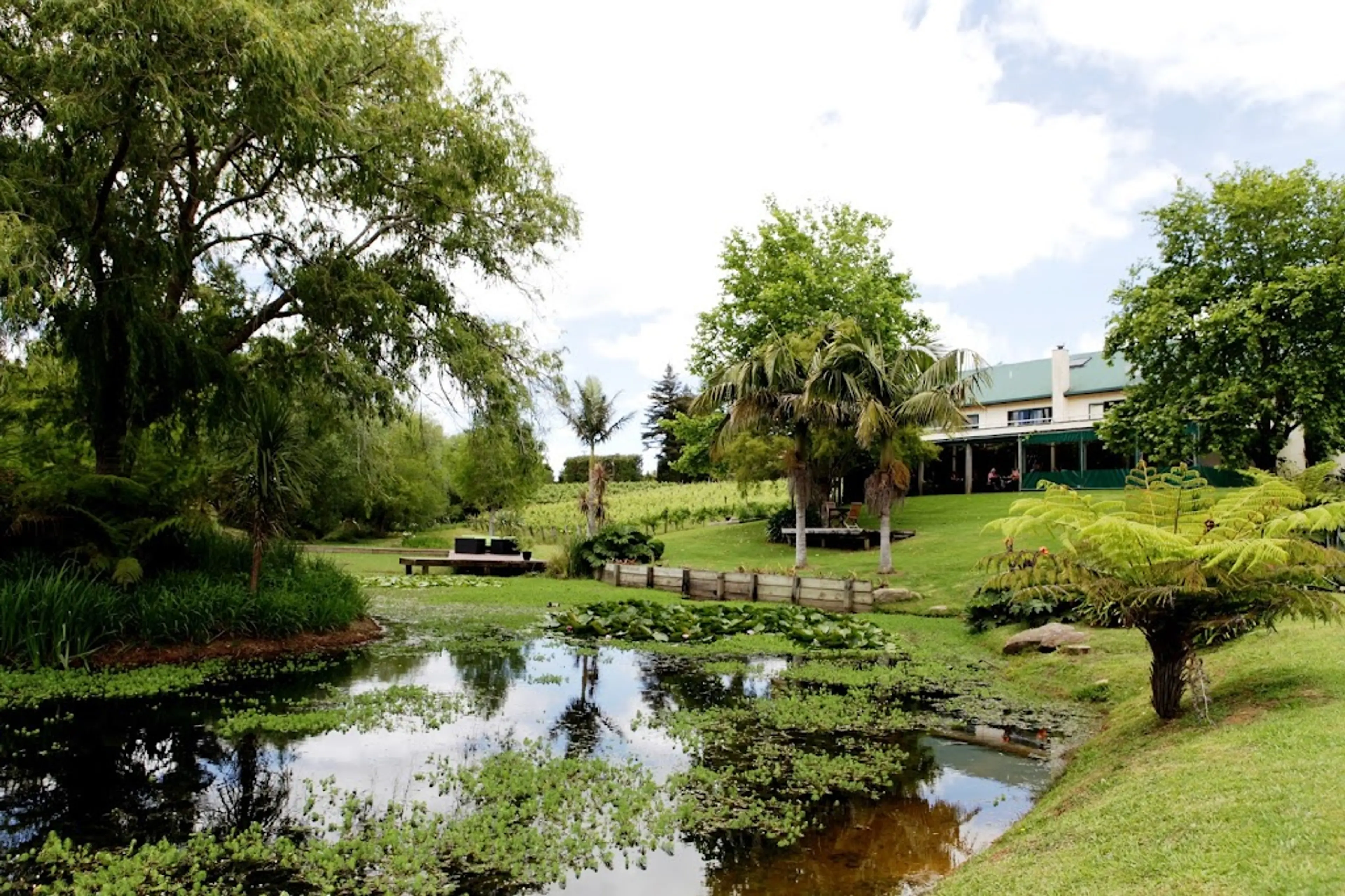 Local Vineyard in Kerikeri