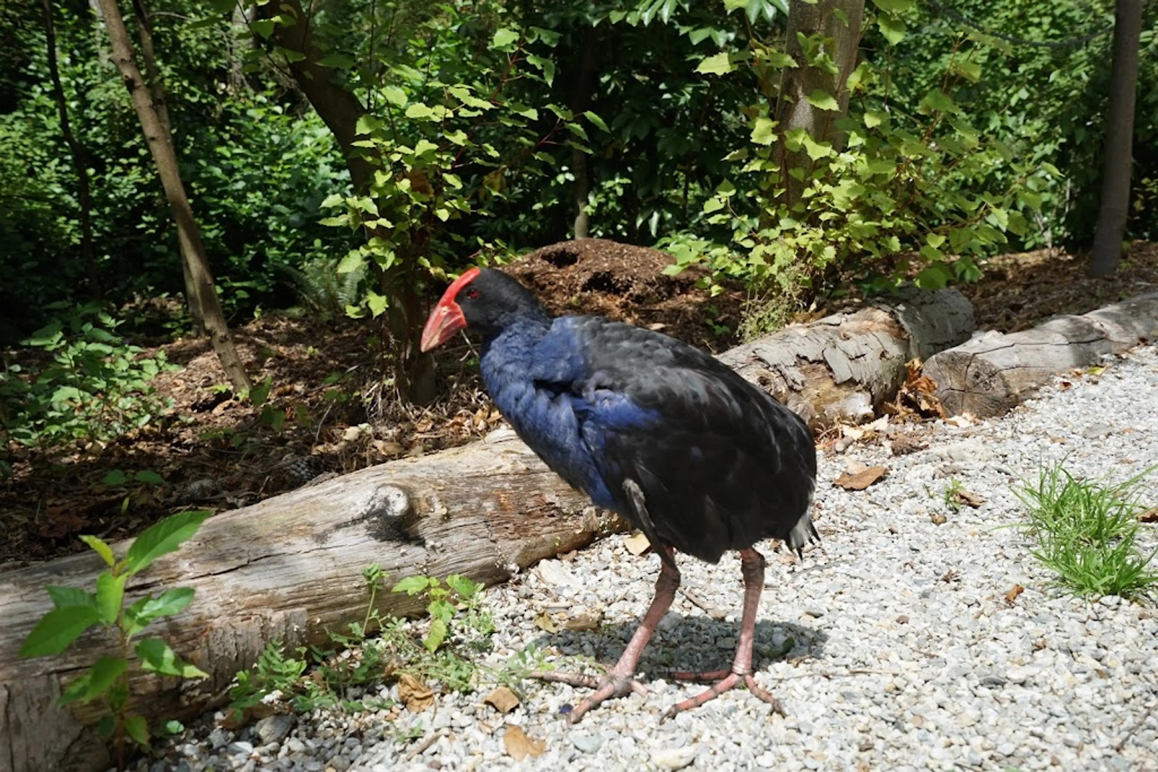 Kiwi Birdlife Park