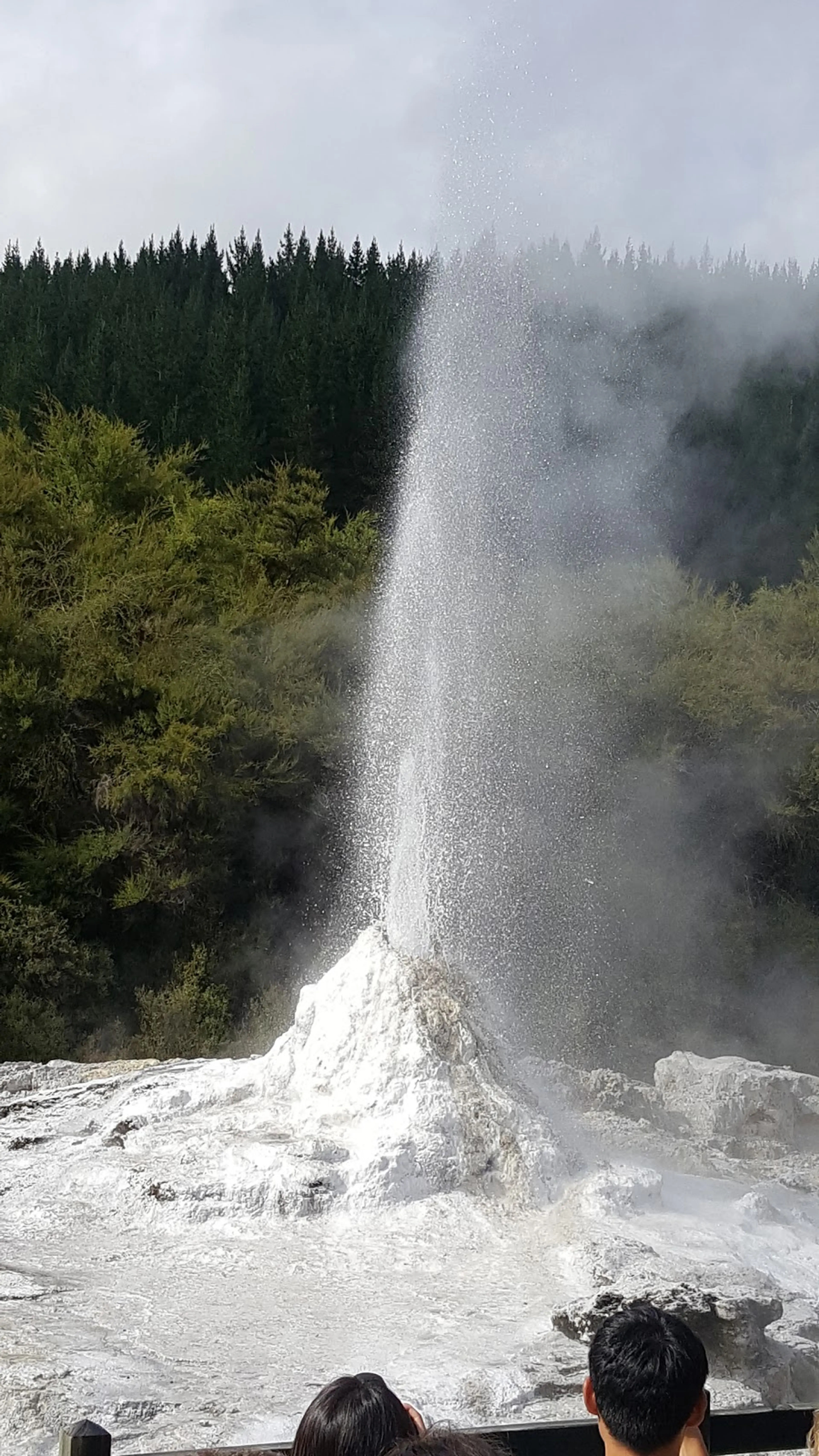 Lady Knox Geyser