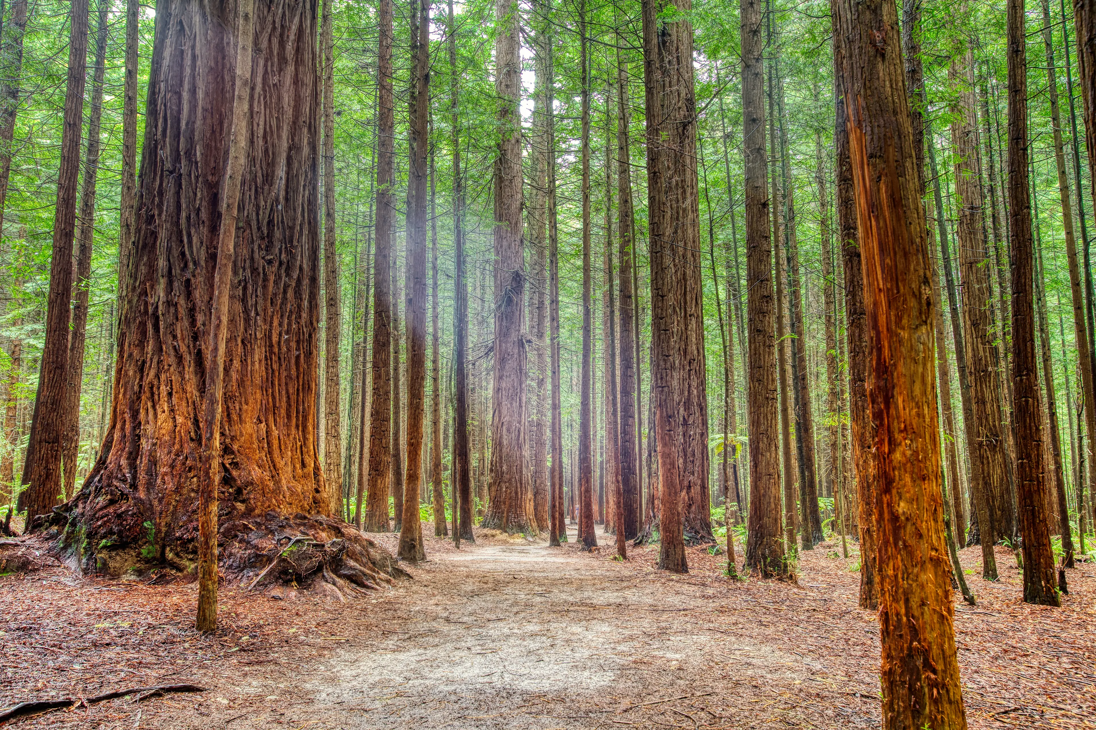 Redwoods Whakarewarewa Forest