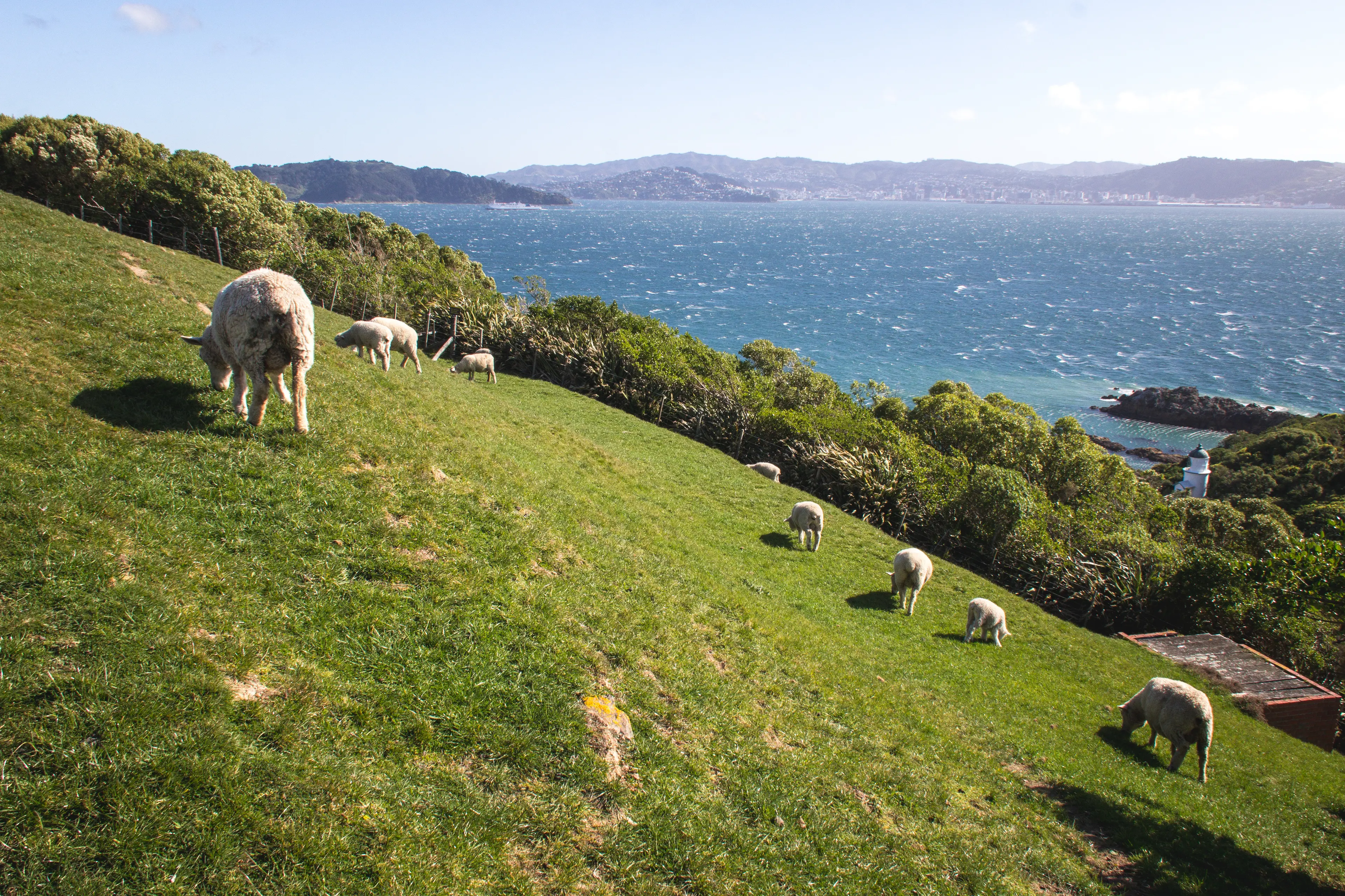 Matiu/Somes Island