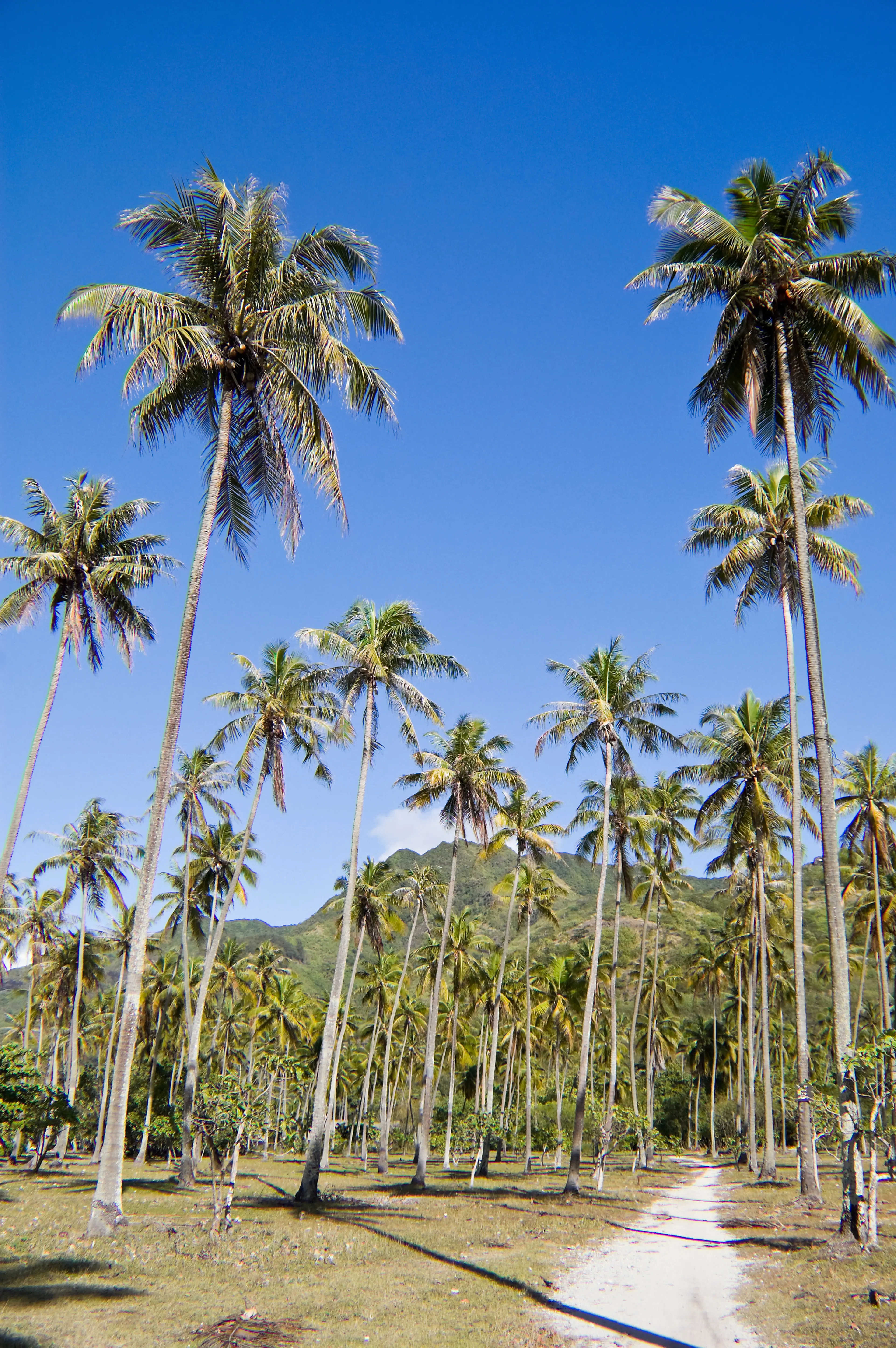 Coconut plantations