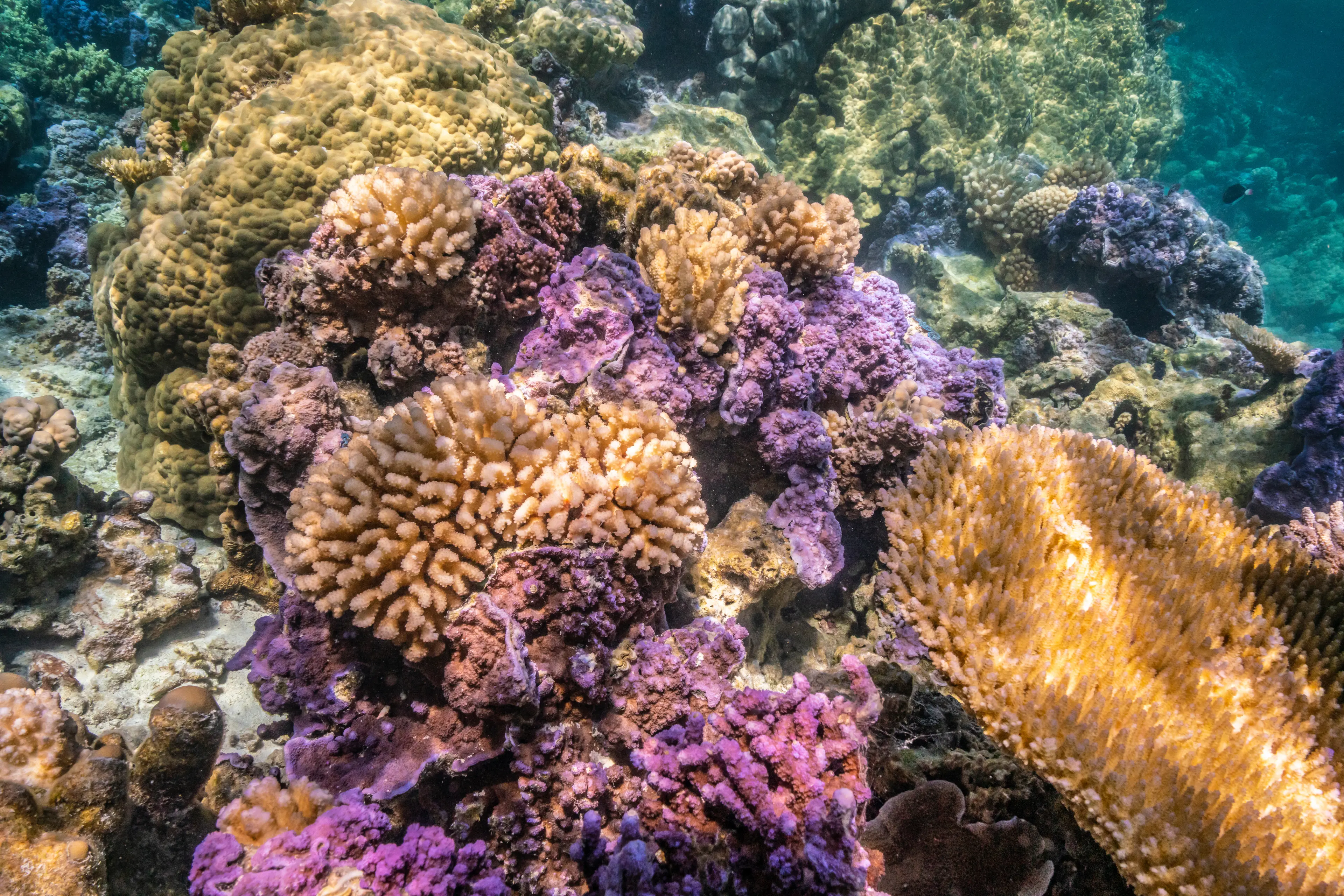 Coral Gardens