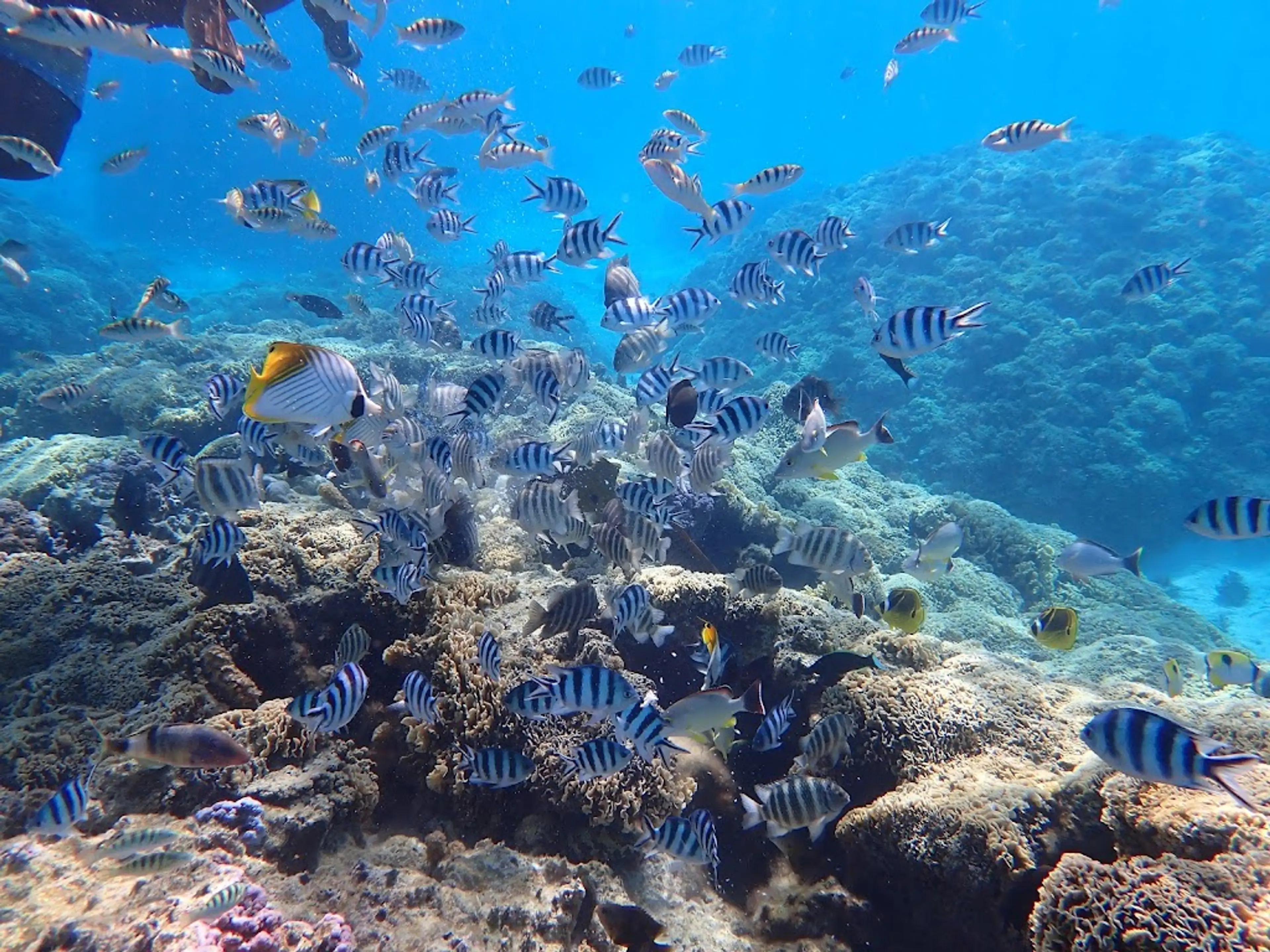 Snorkeling among the coral reefs
