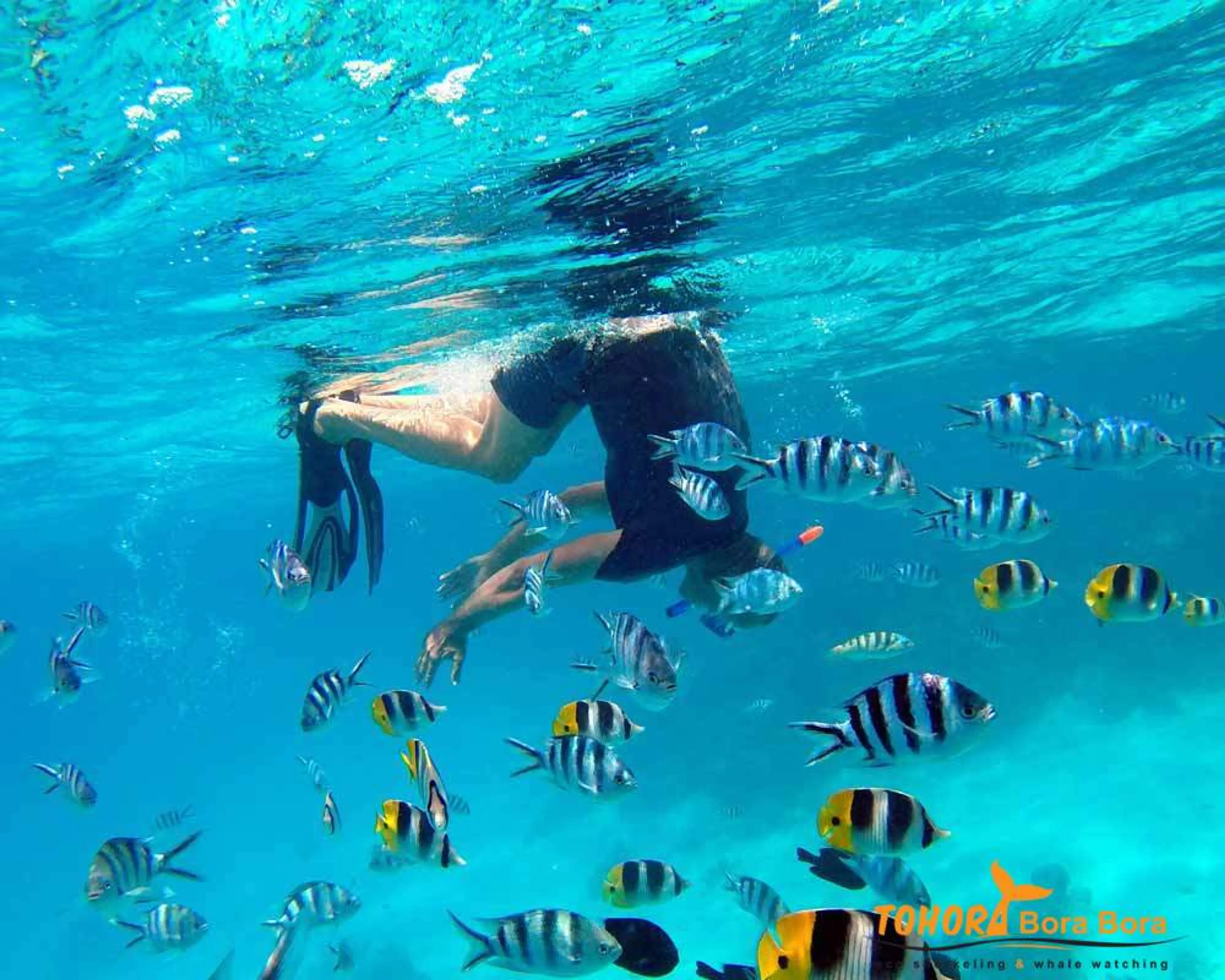 Snorkeling tour in Bora Bora Lagoon