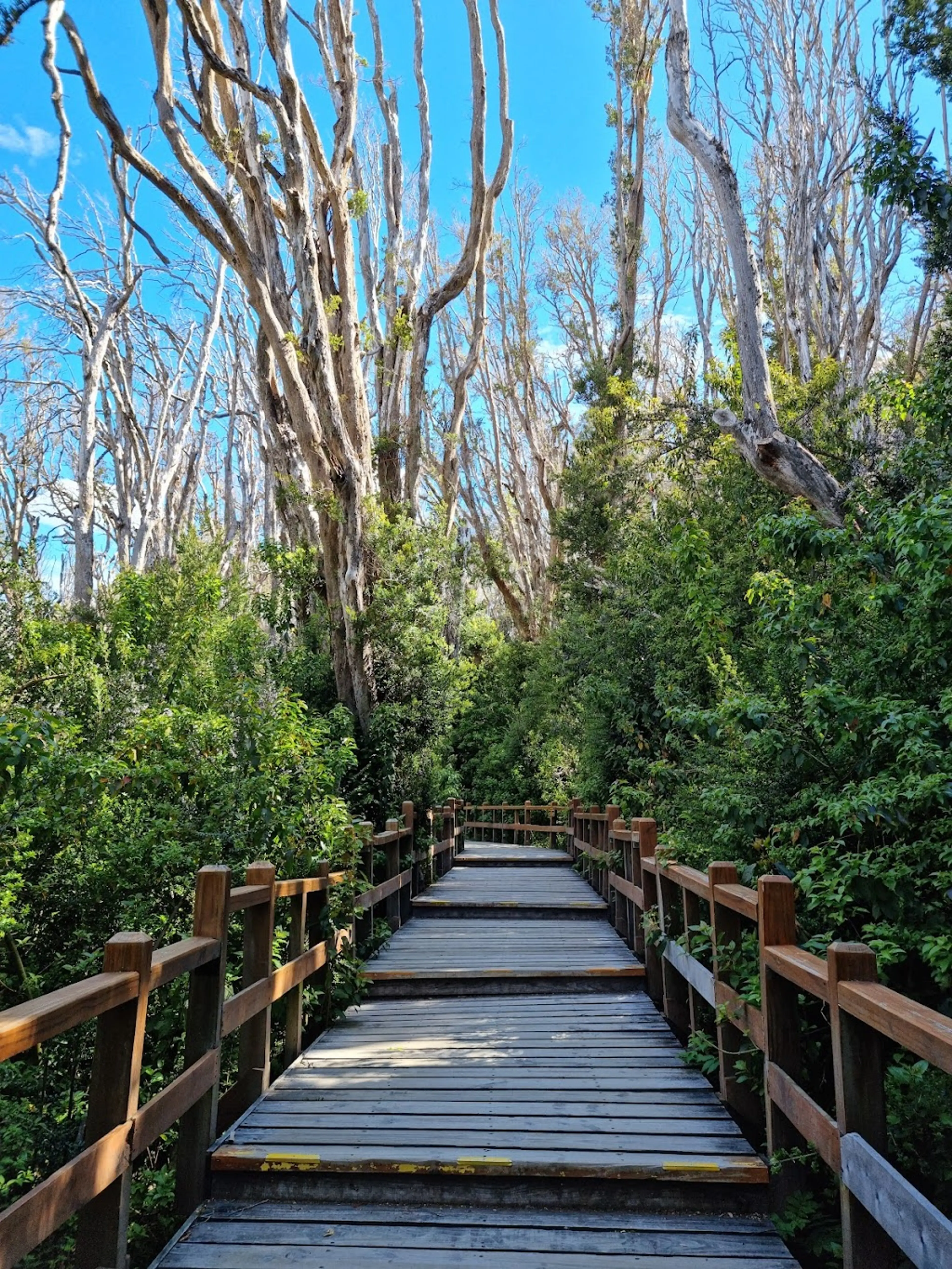 Arrayanes Forest