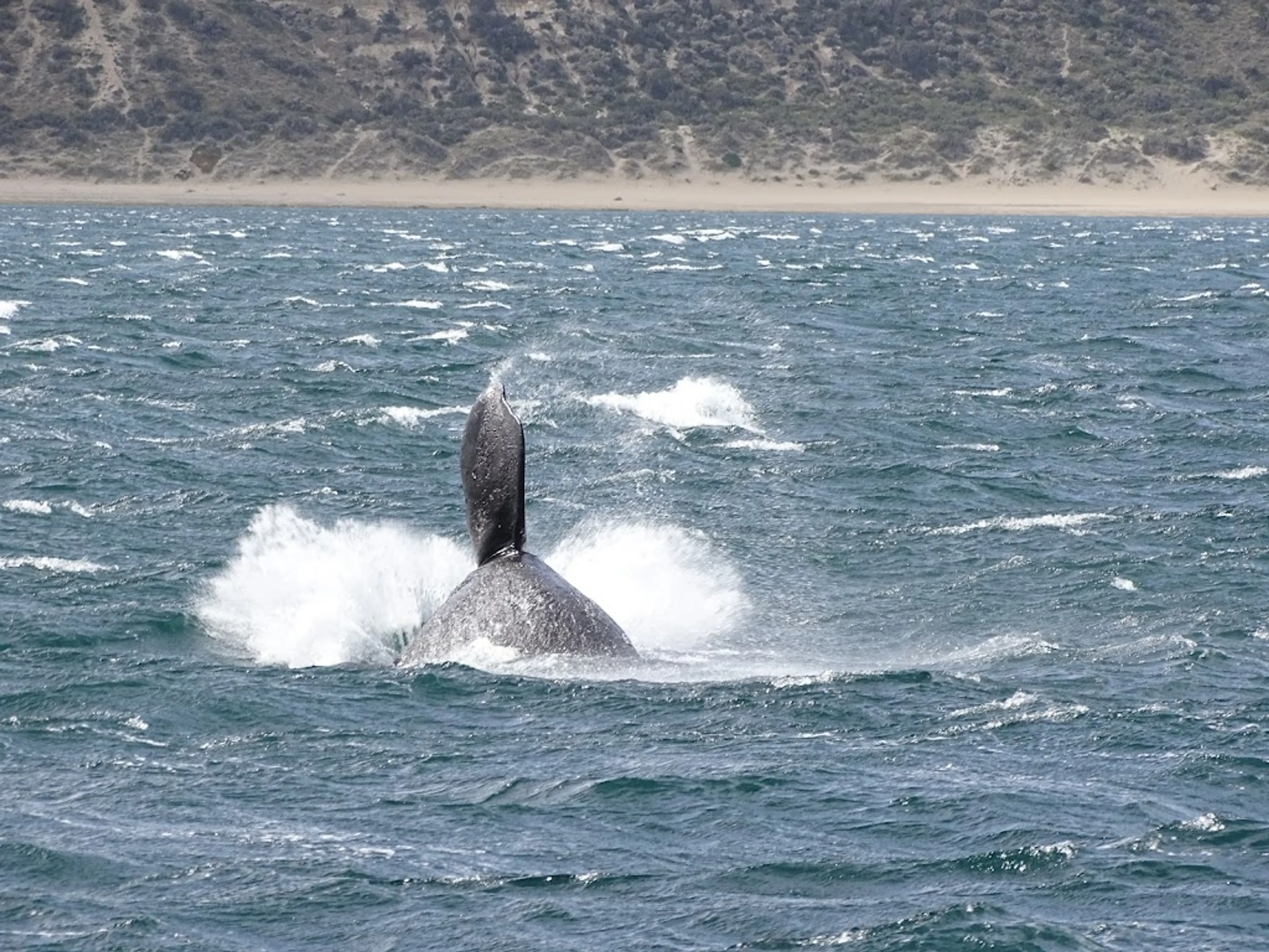 Whale watching tour