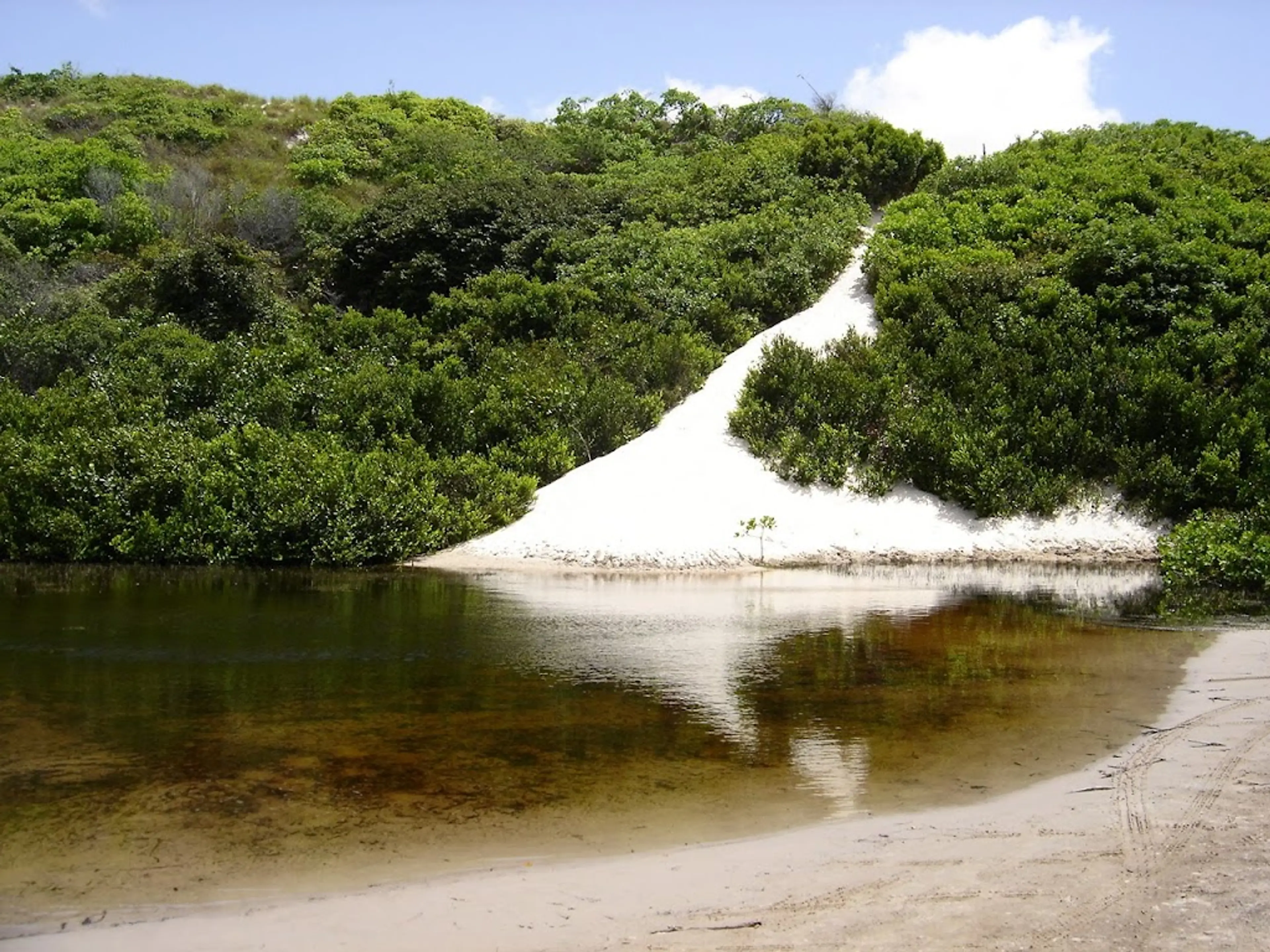 Mangroves