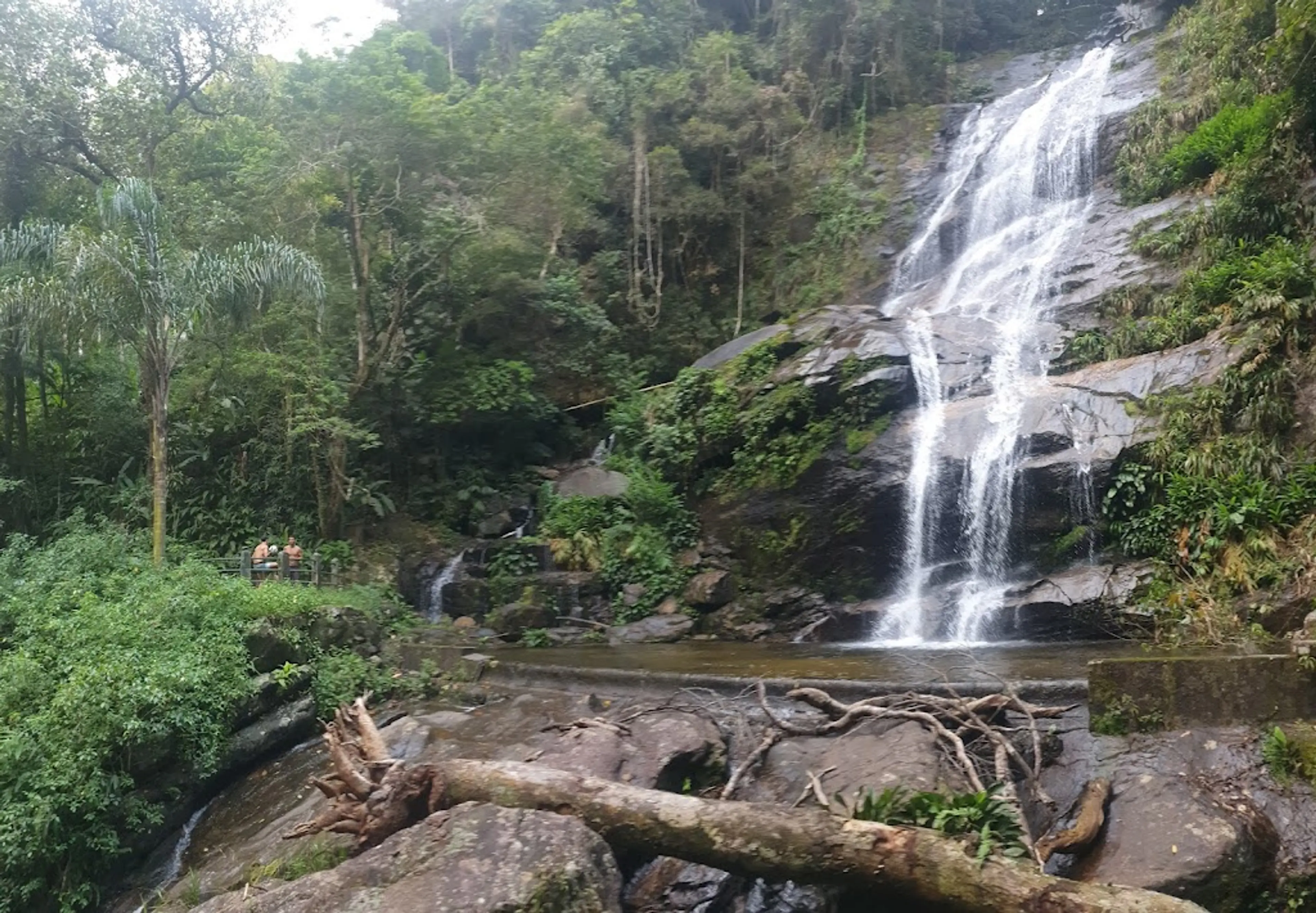 Tijuca Forest