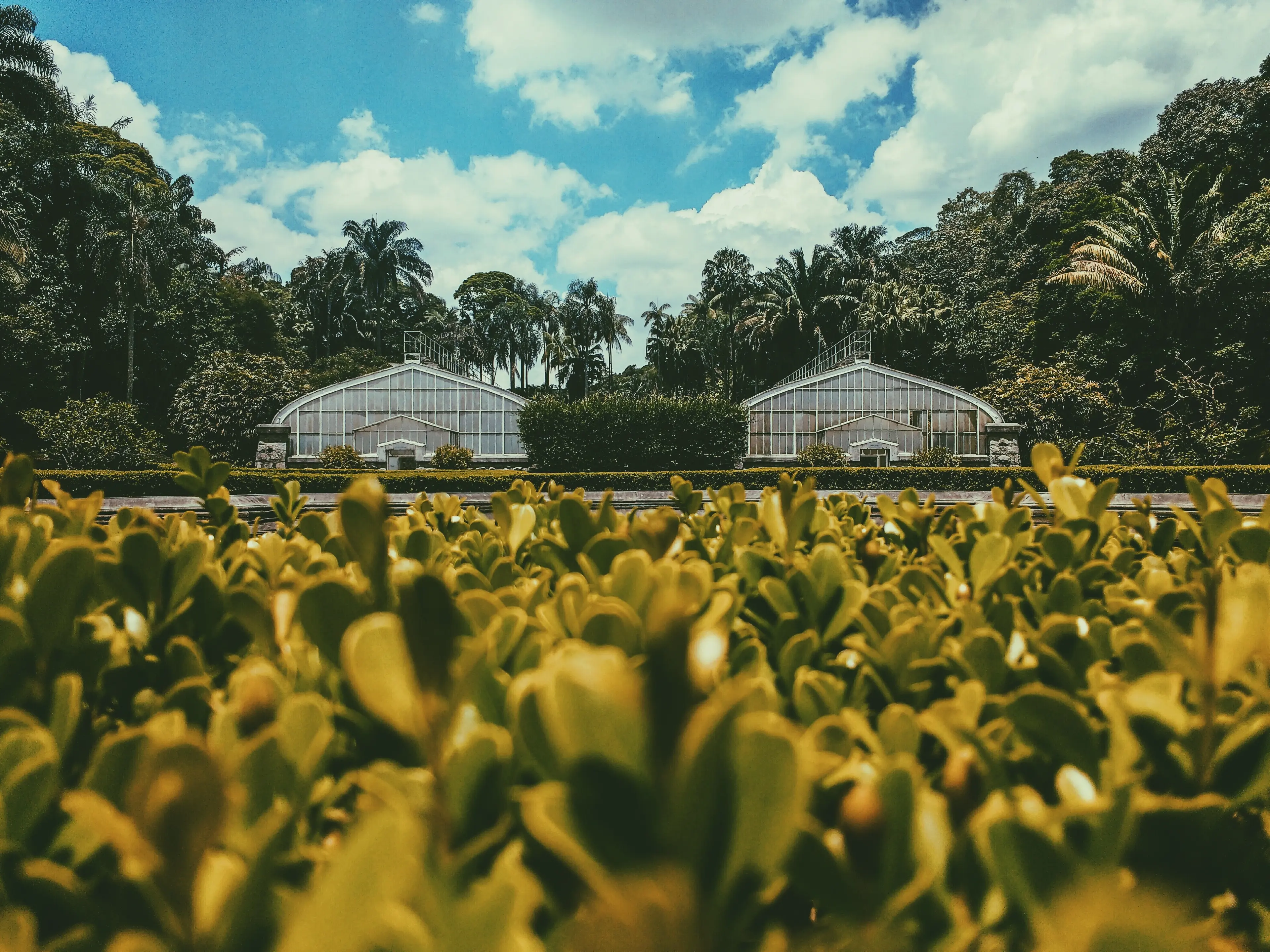 Sao Paulo Botanical Garden