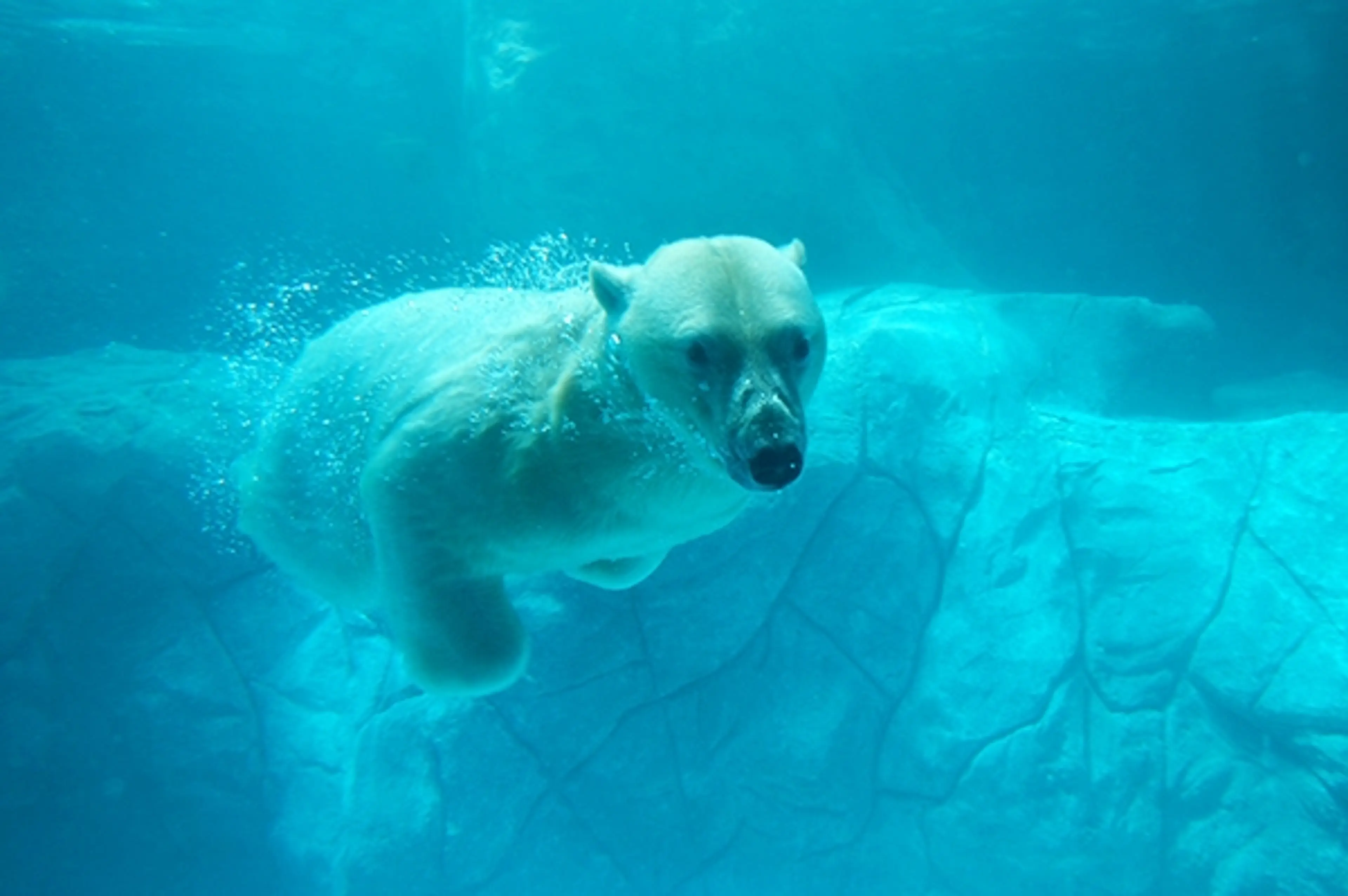 Sao Paulo Aquarium