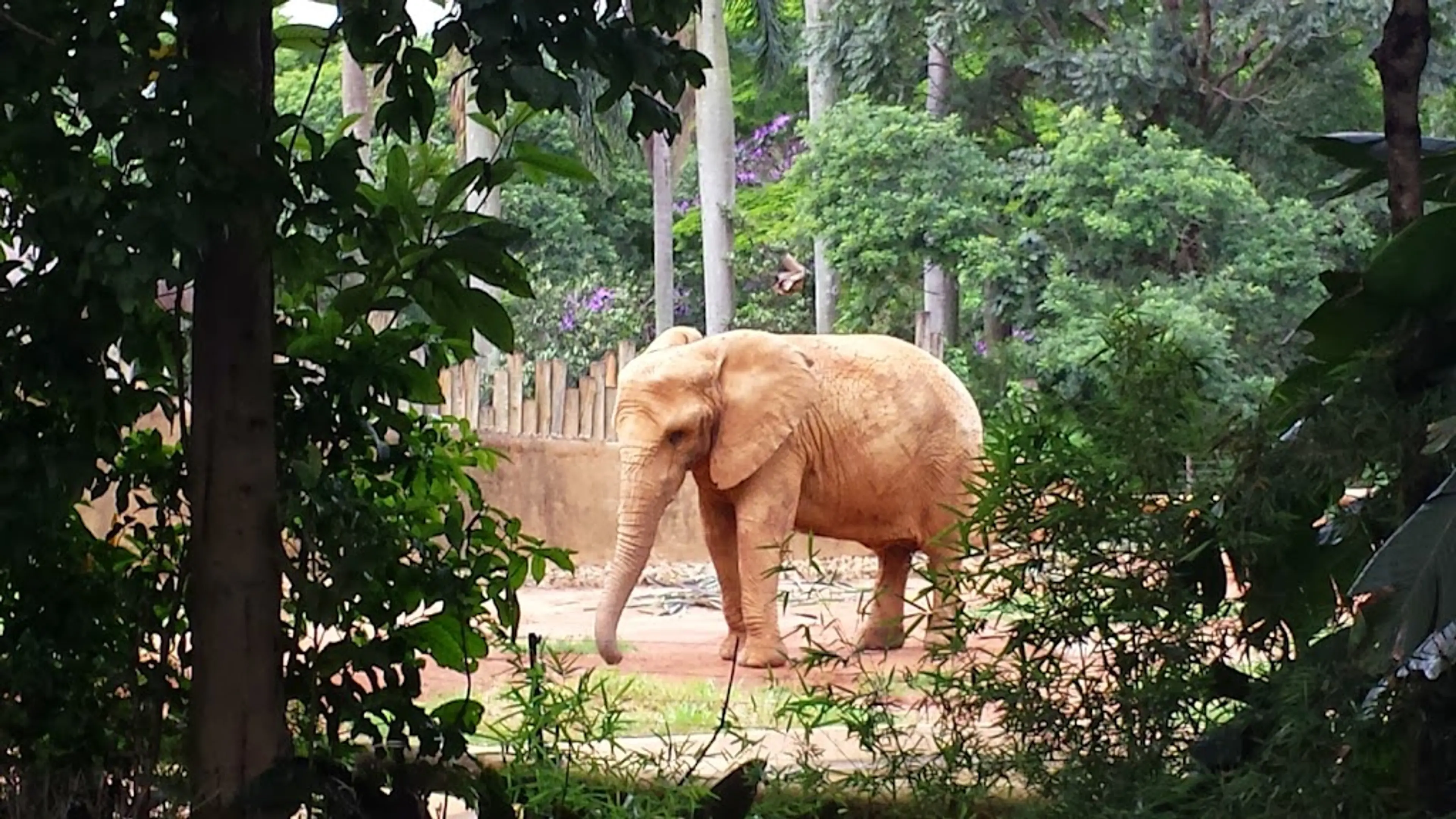 Sao Paulo Zoo