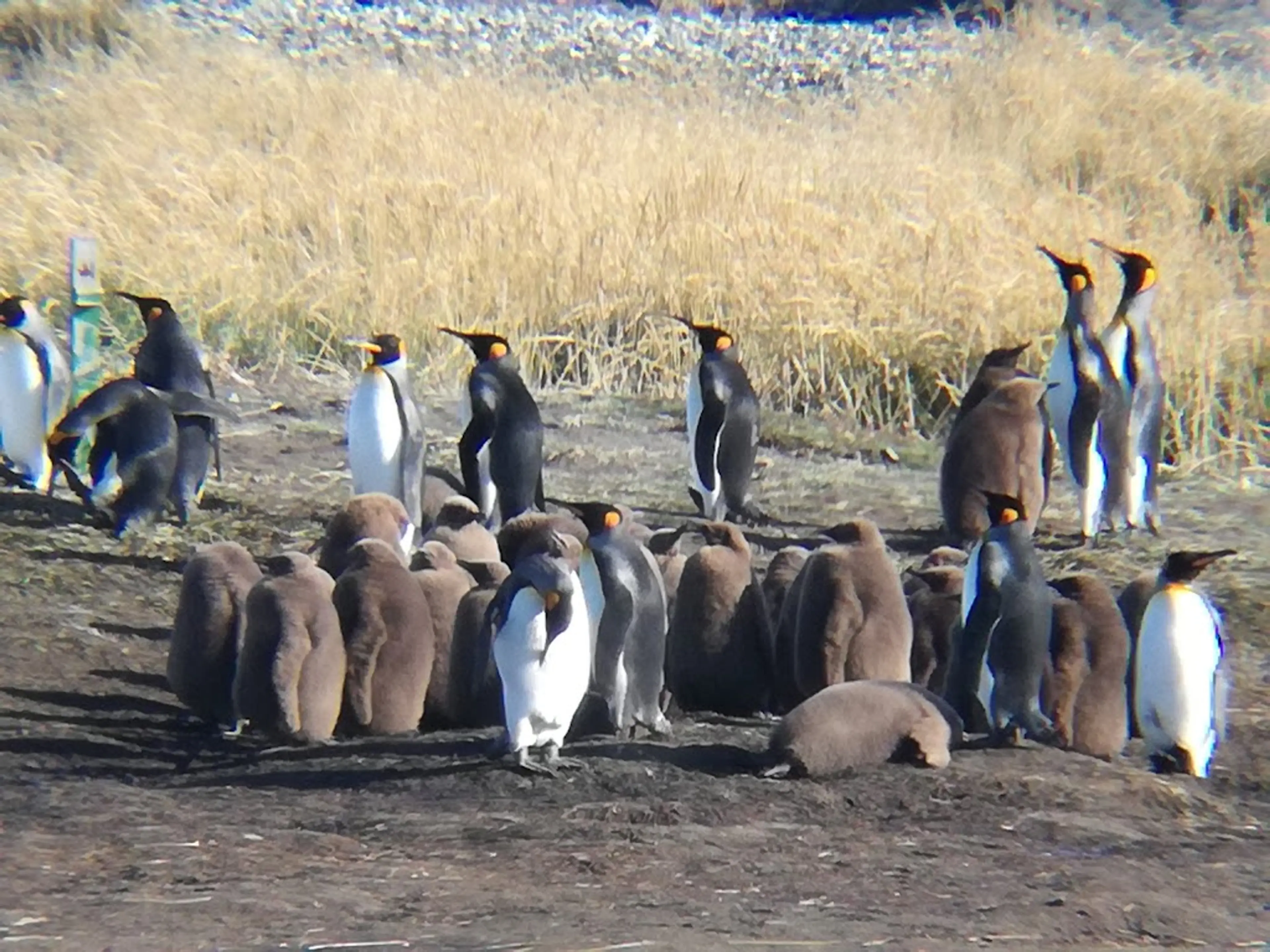 King Penguin Park