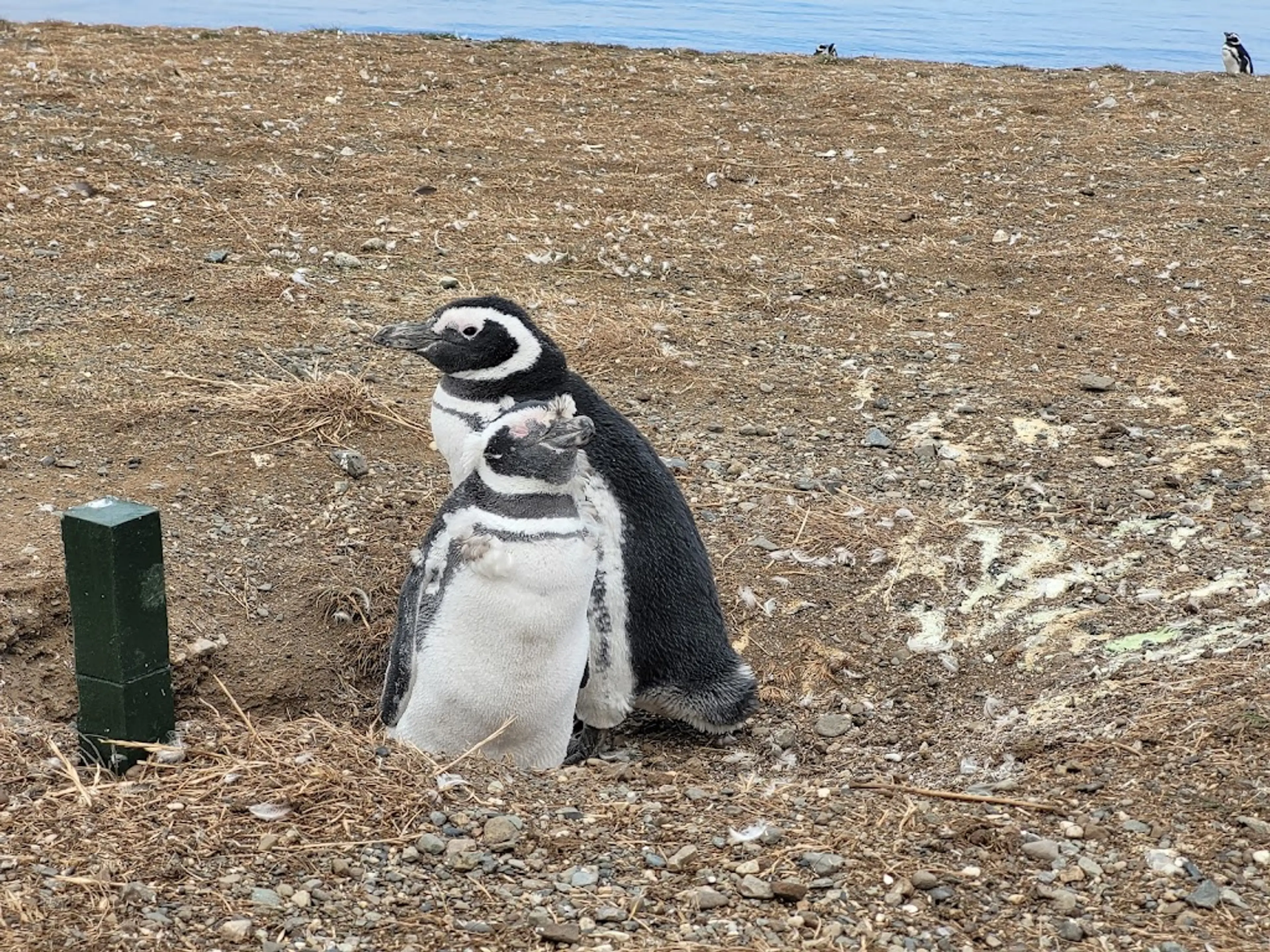 Los Pinguinos Natural Monument