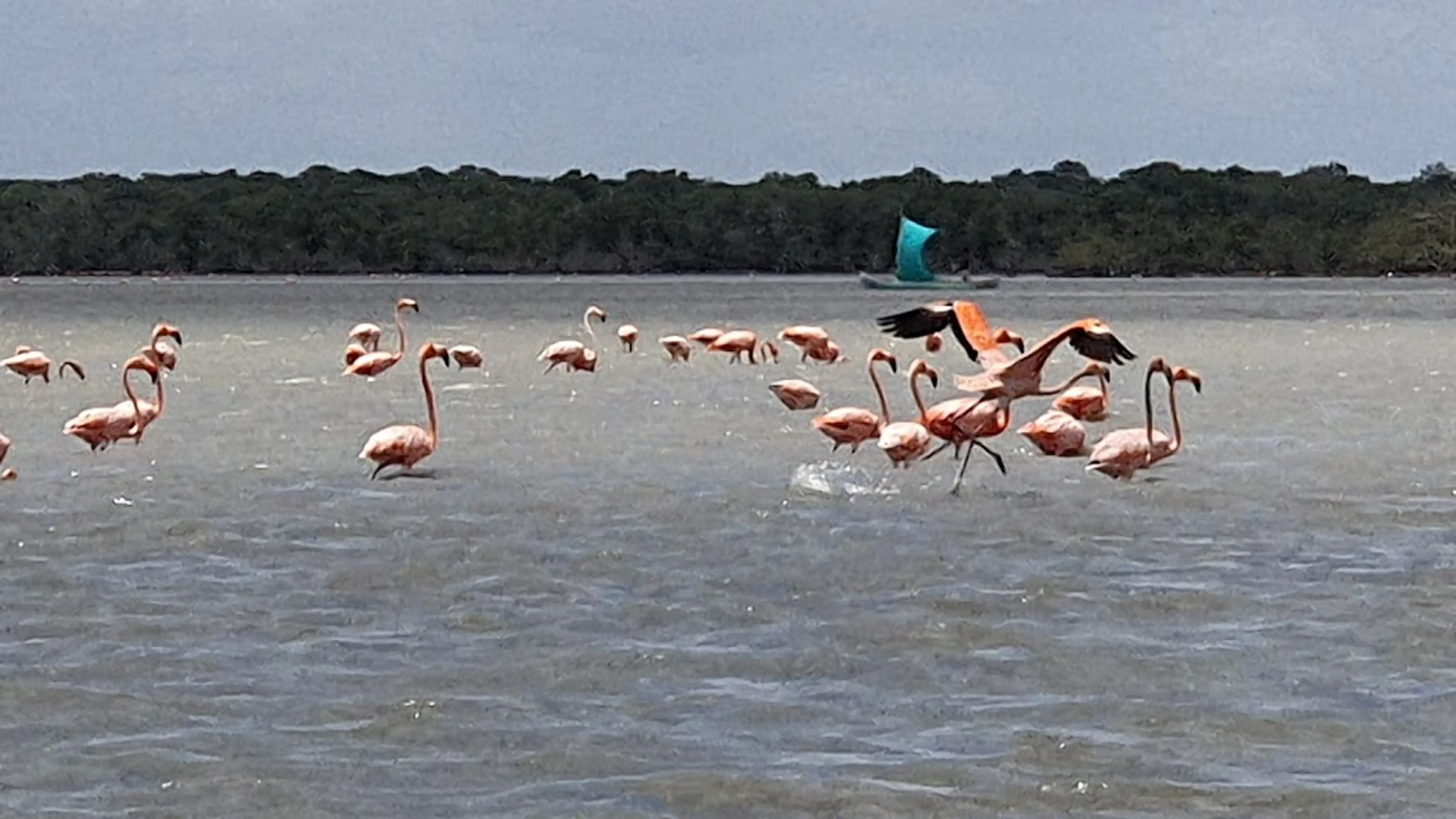 Flamingo Sanctuary