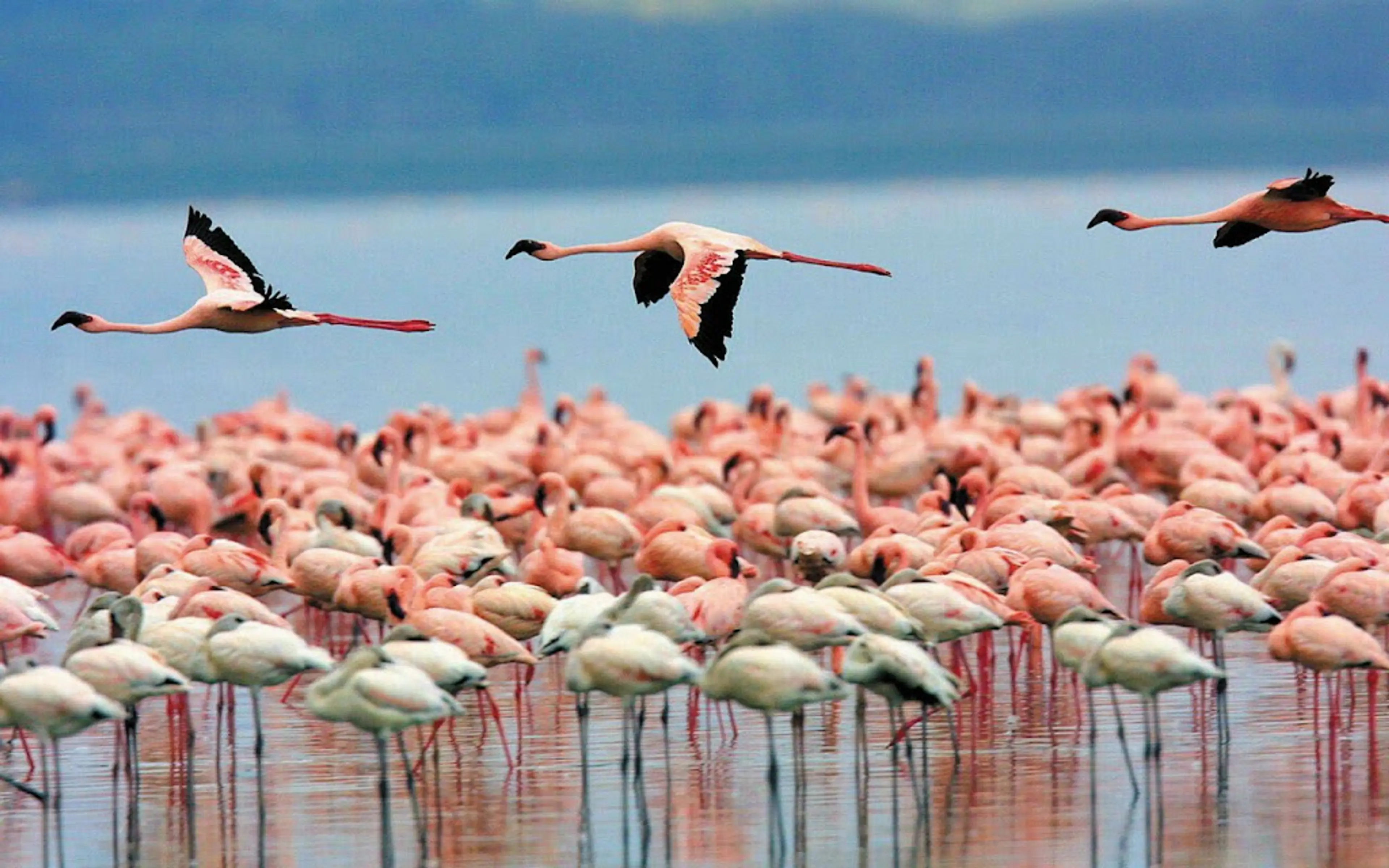 Flamingos Sanctuary