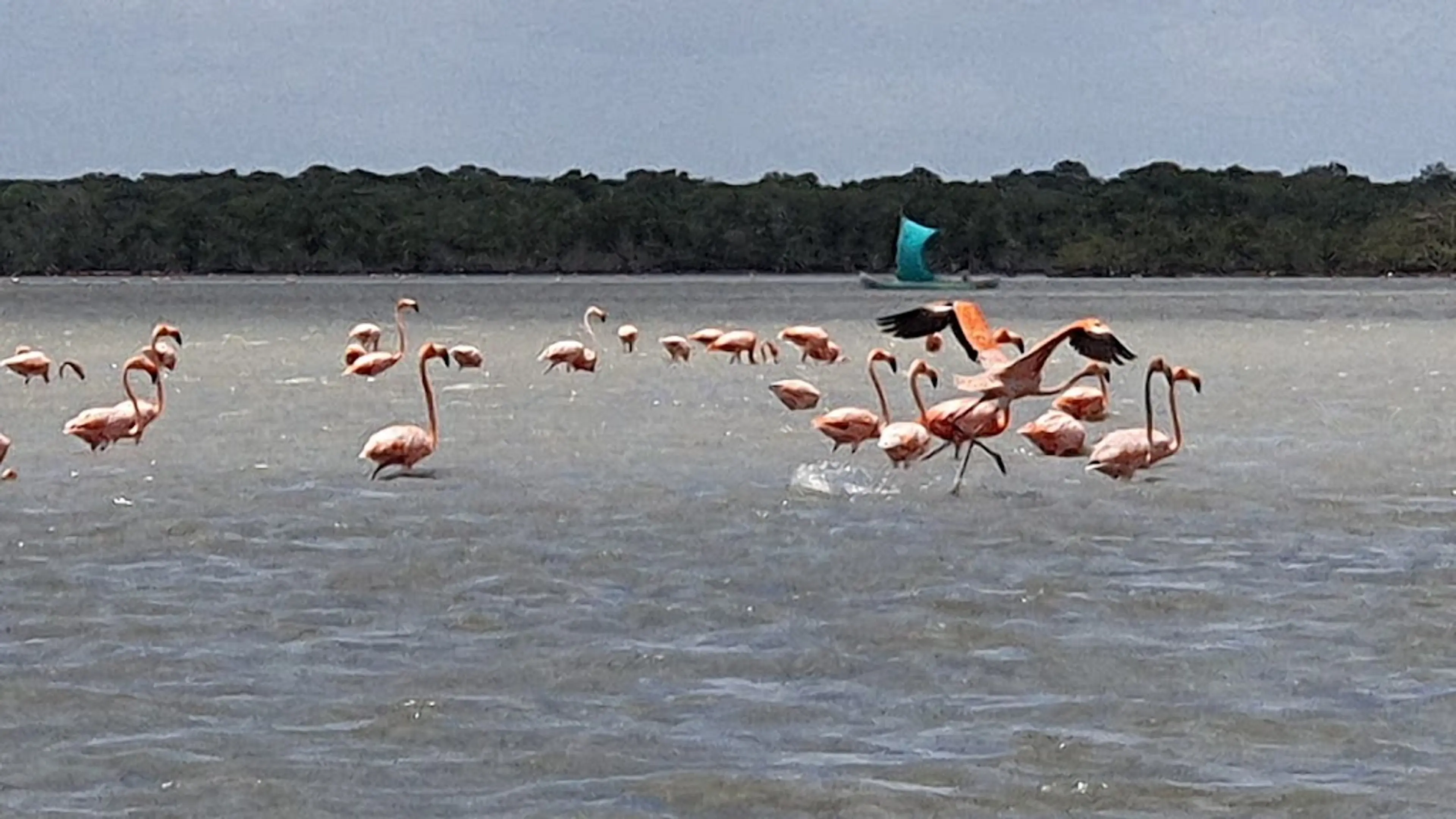 Flamingos Sanctuary in Camarones