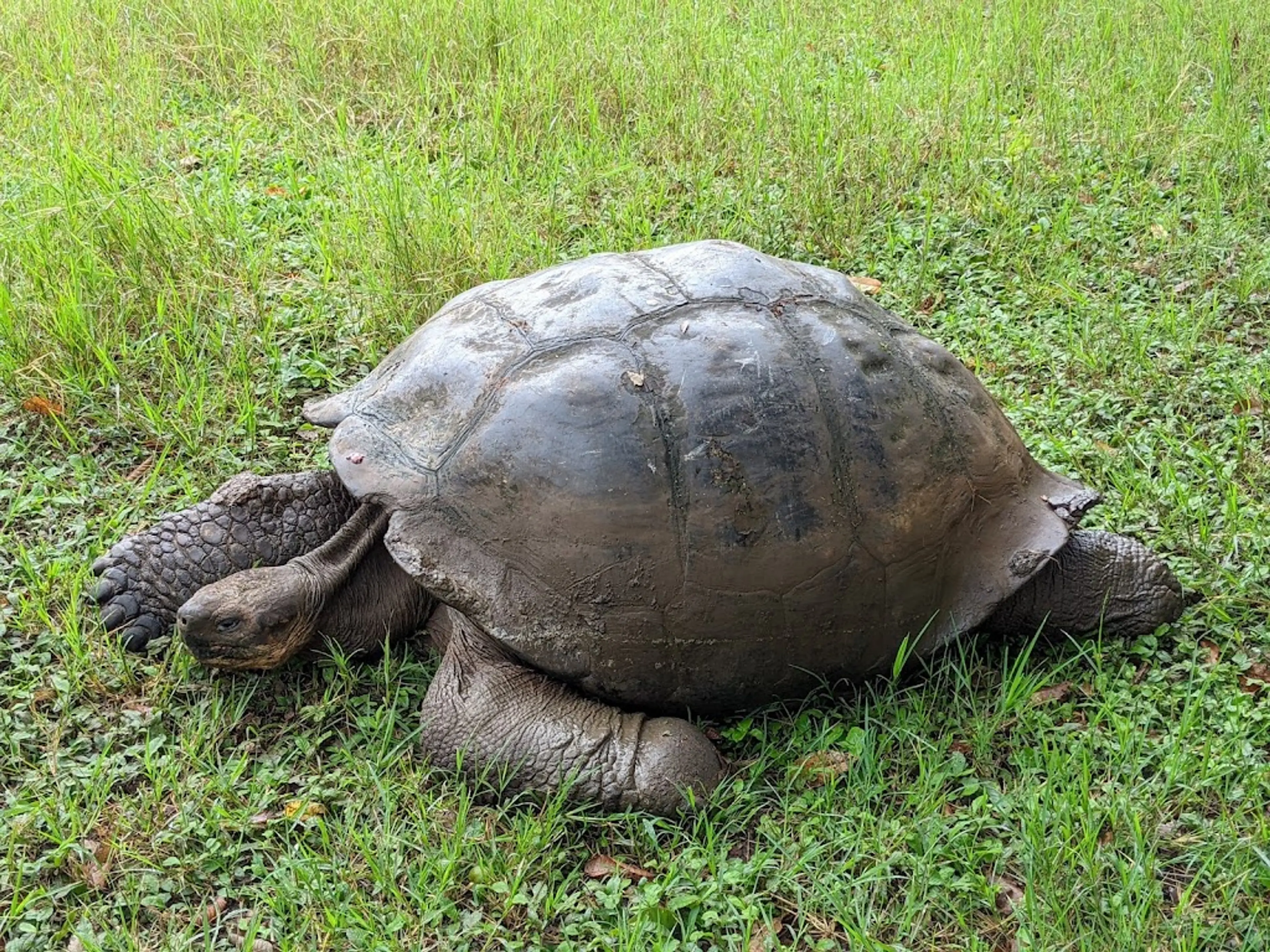 El Chato Tortoise Reserve