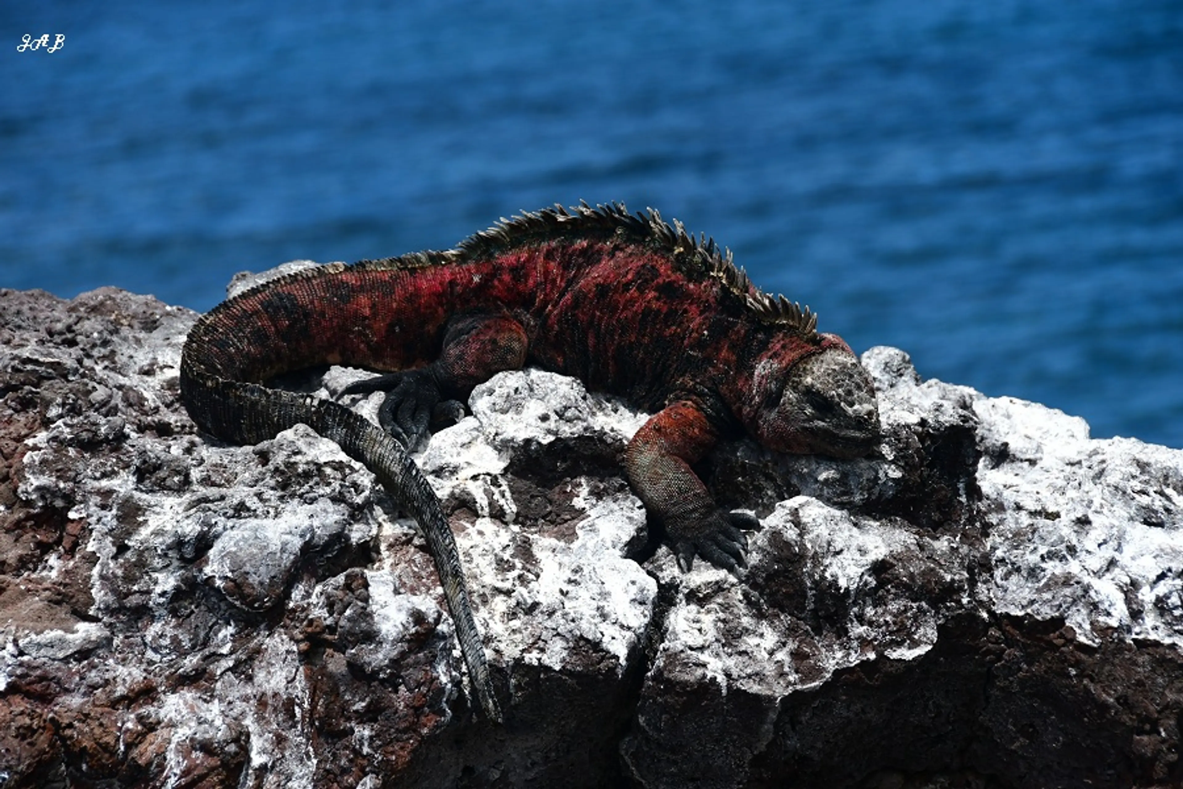 Flora and fauna of Isabela Island