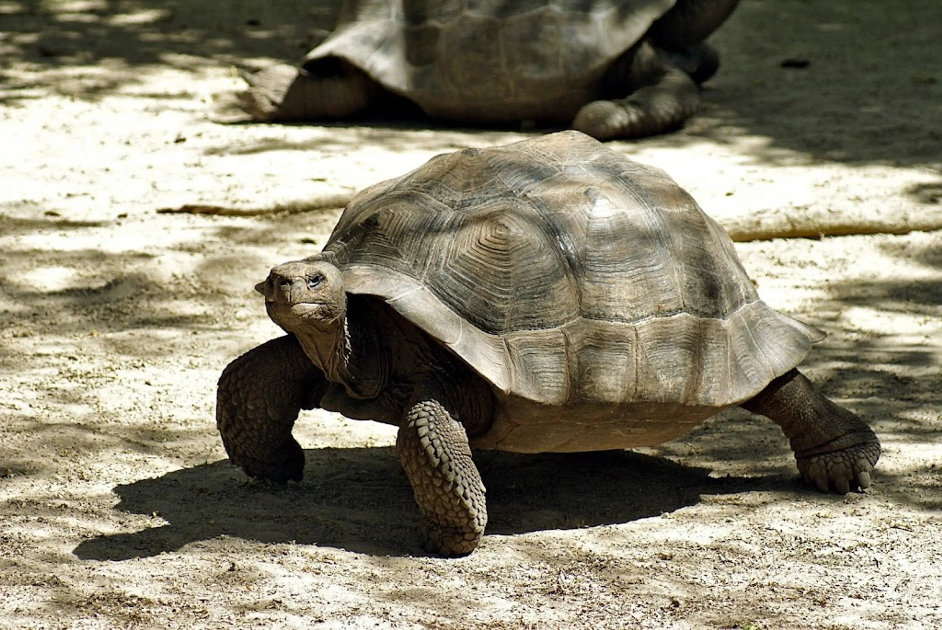 Giant Tortoise Breeding Center