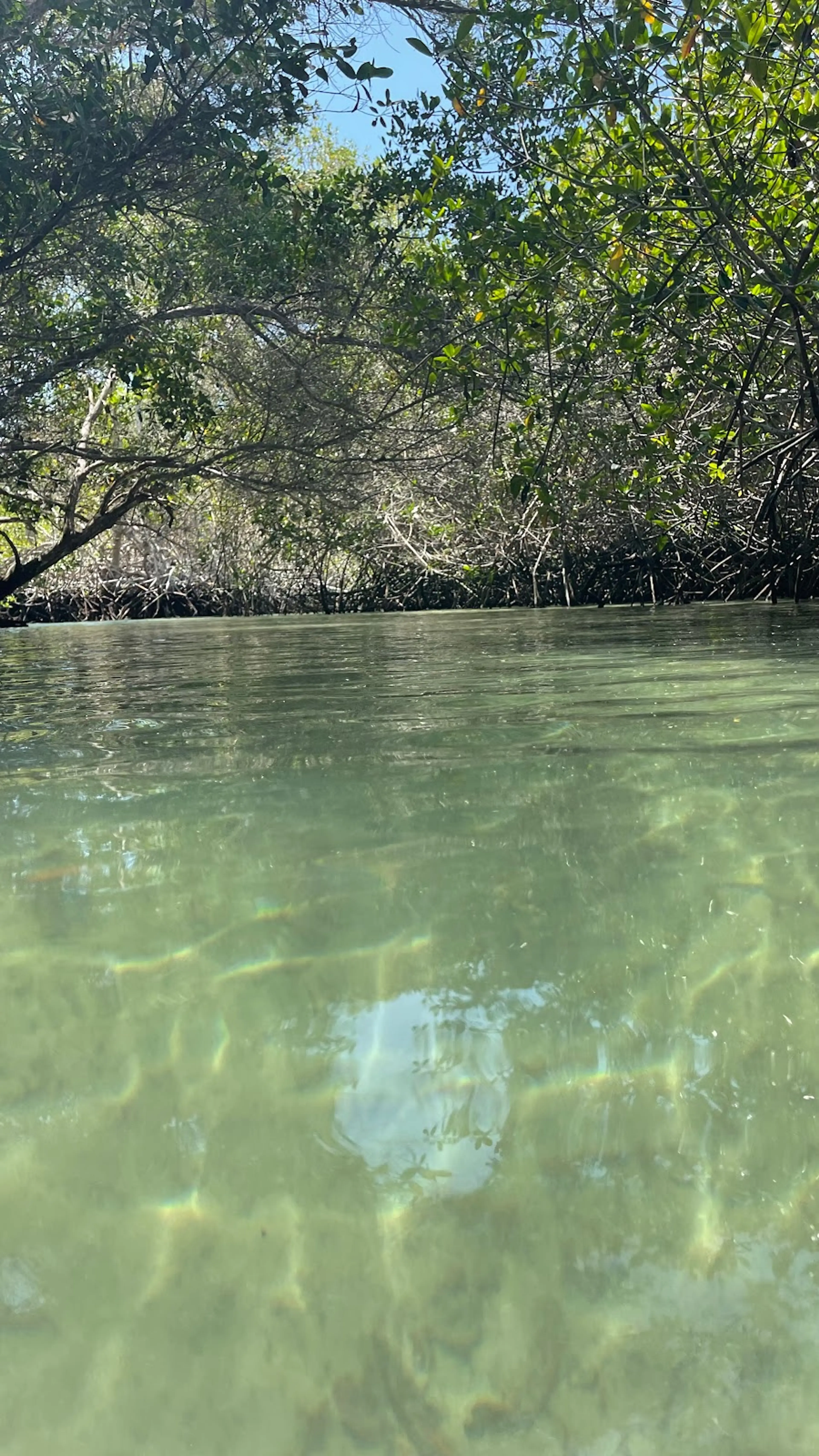 Wetlands of Isabela Island