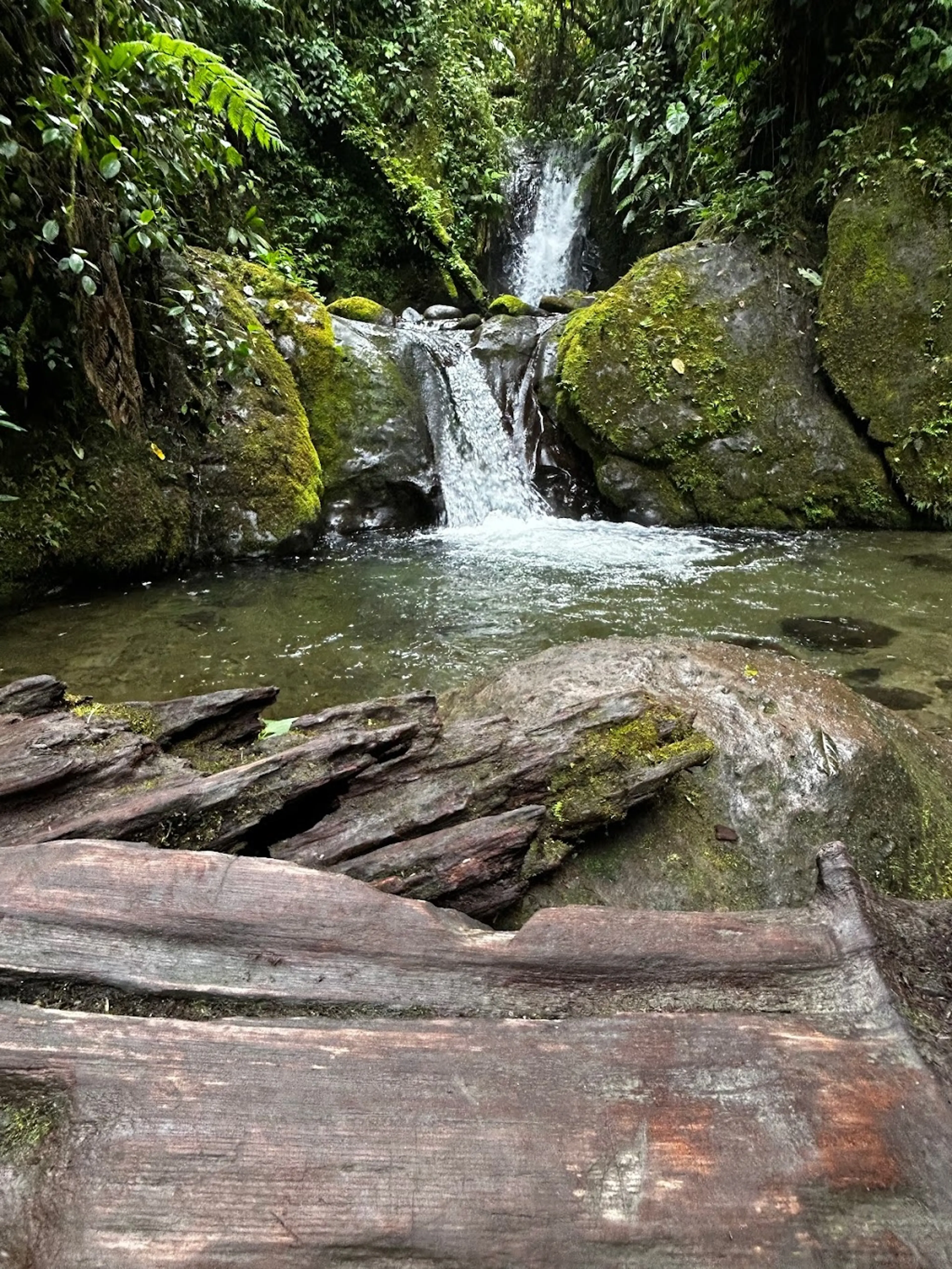 Mindo Cloud Forest