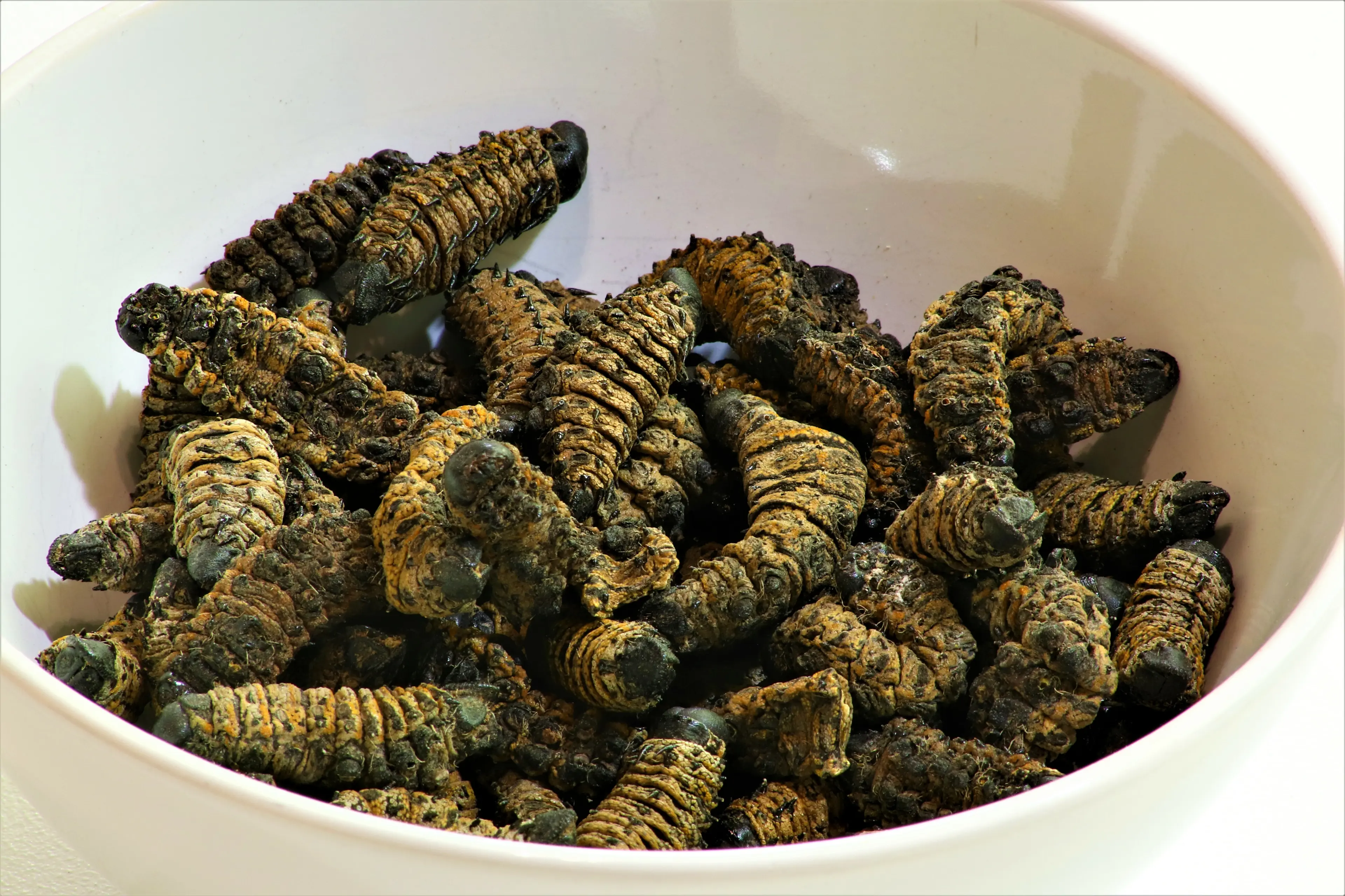 Mopane Worms