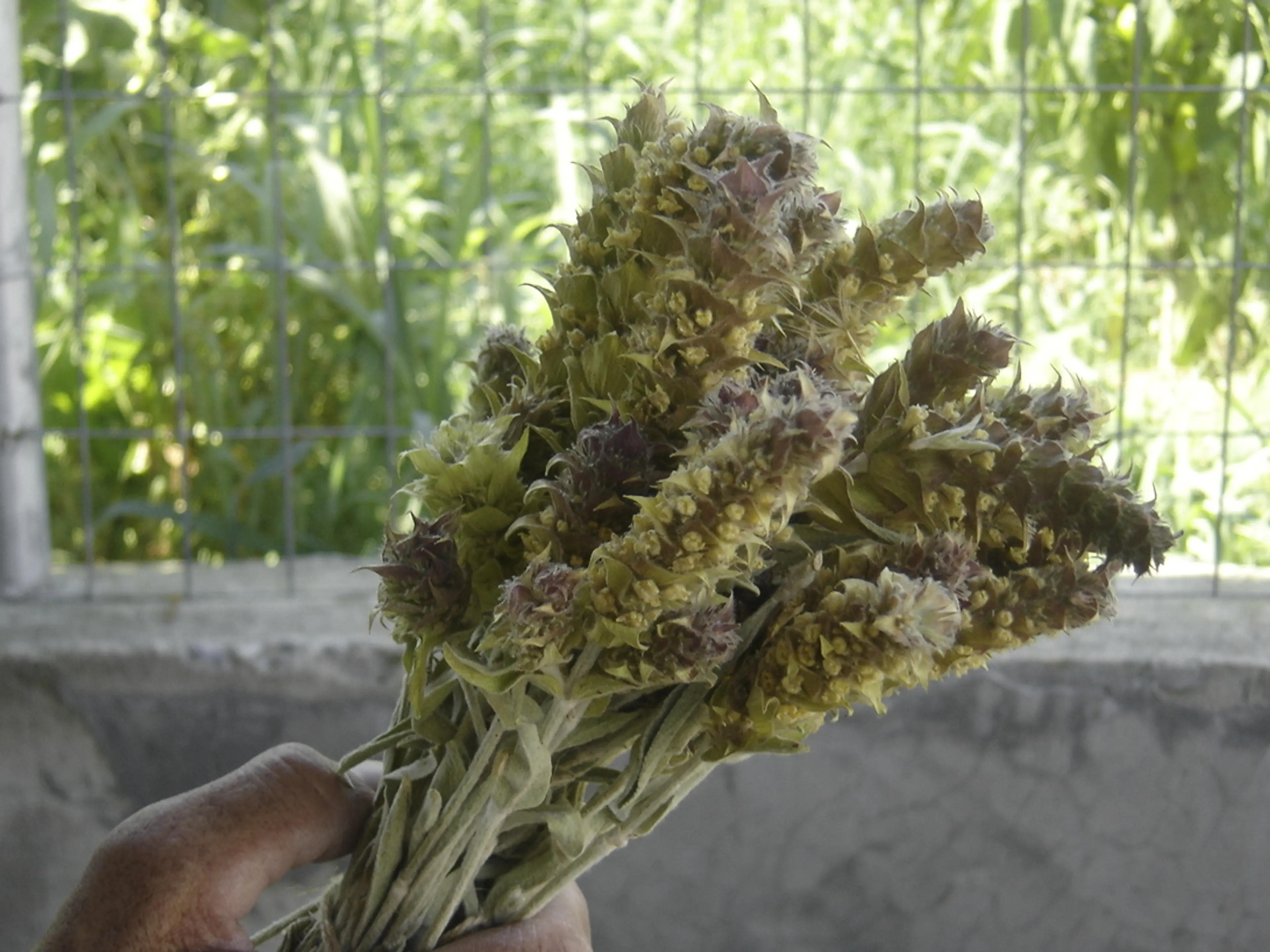 Çaj Mali
