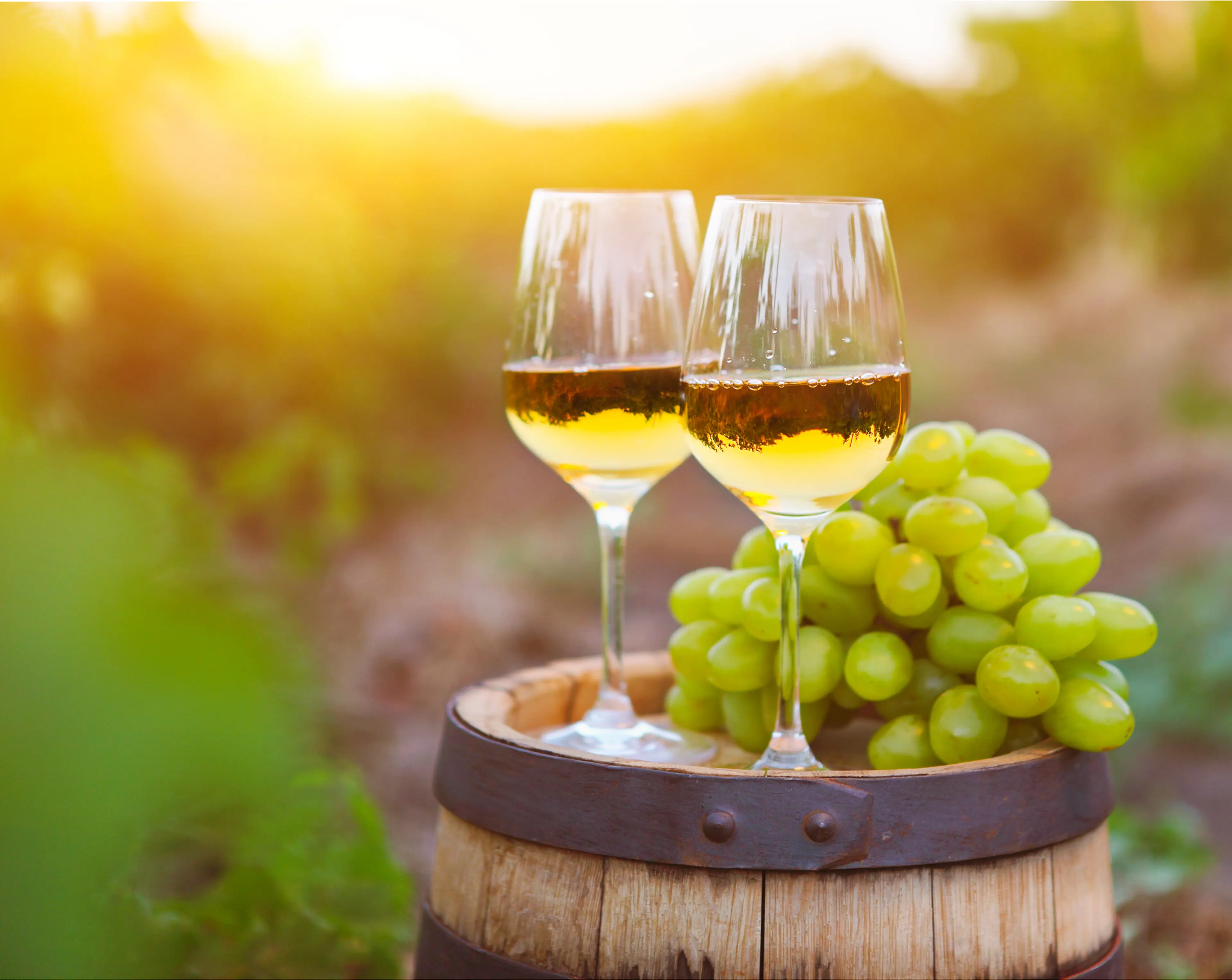 Chasselas Blanc