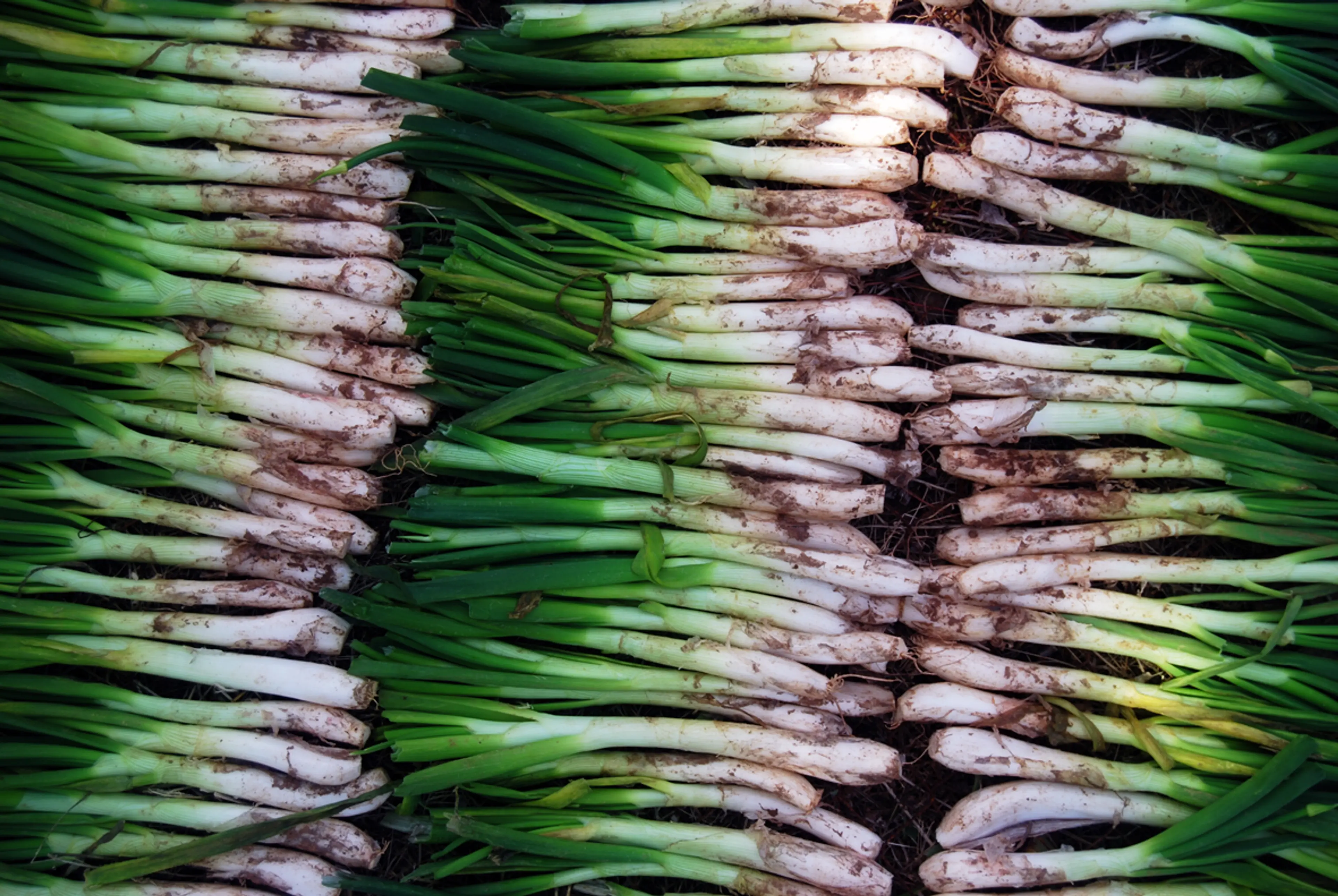 Calçots