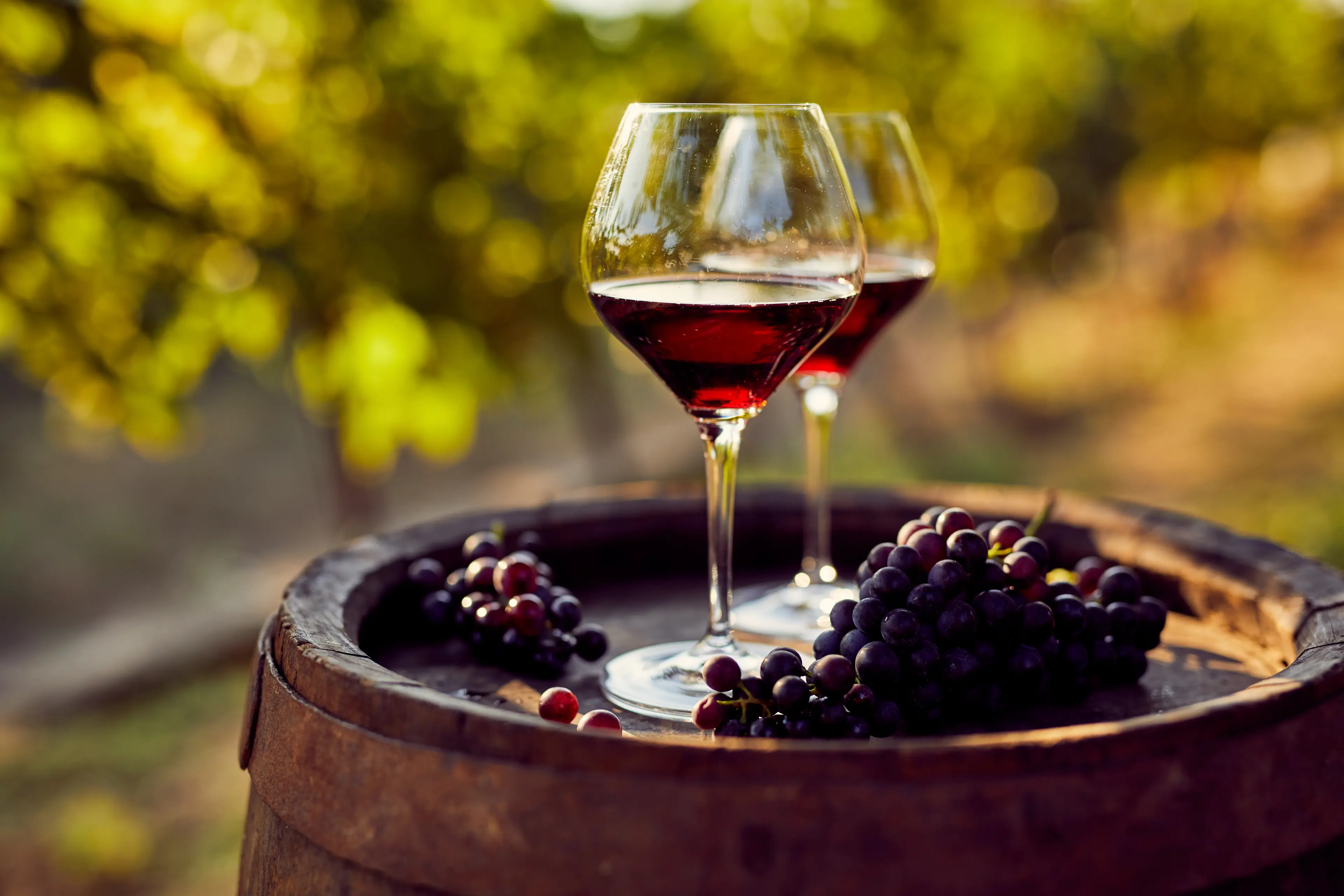 Refosk Wine