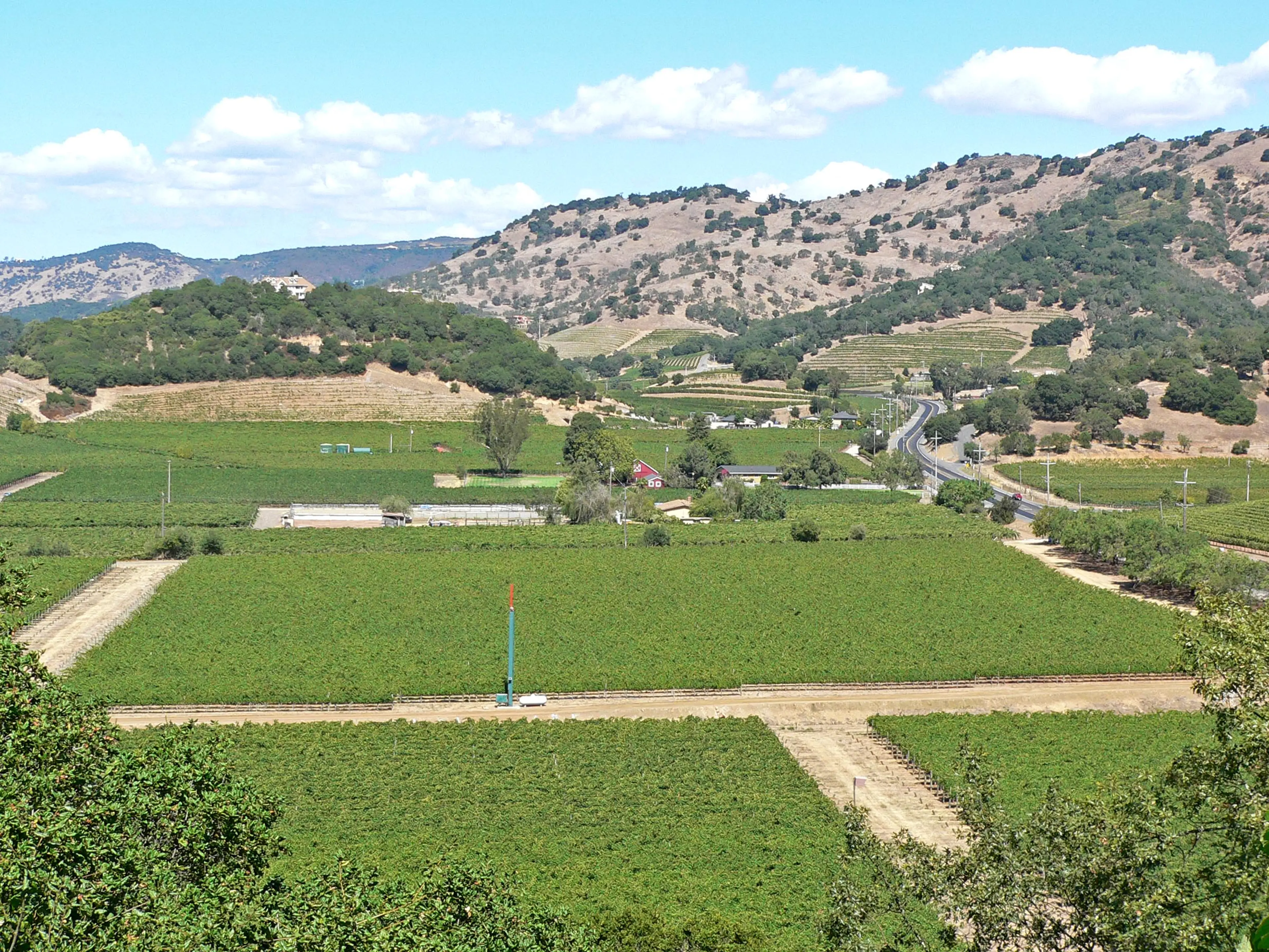 California Wine