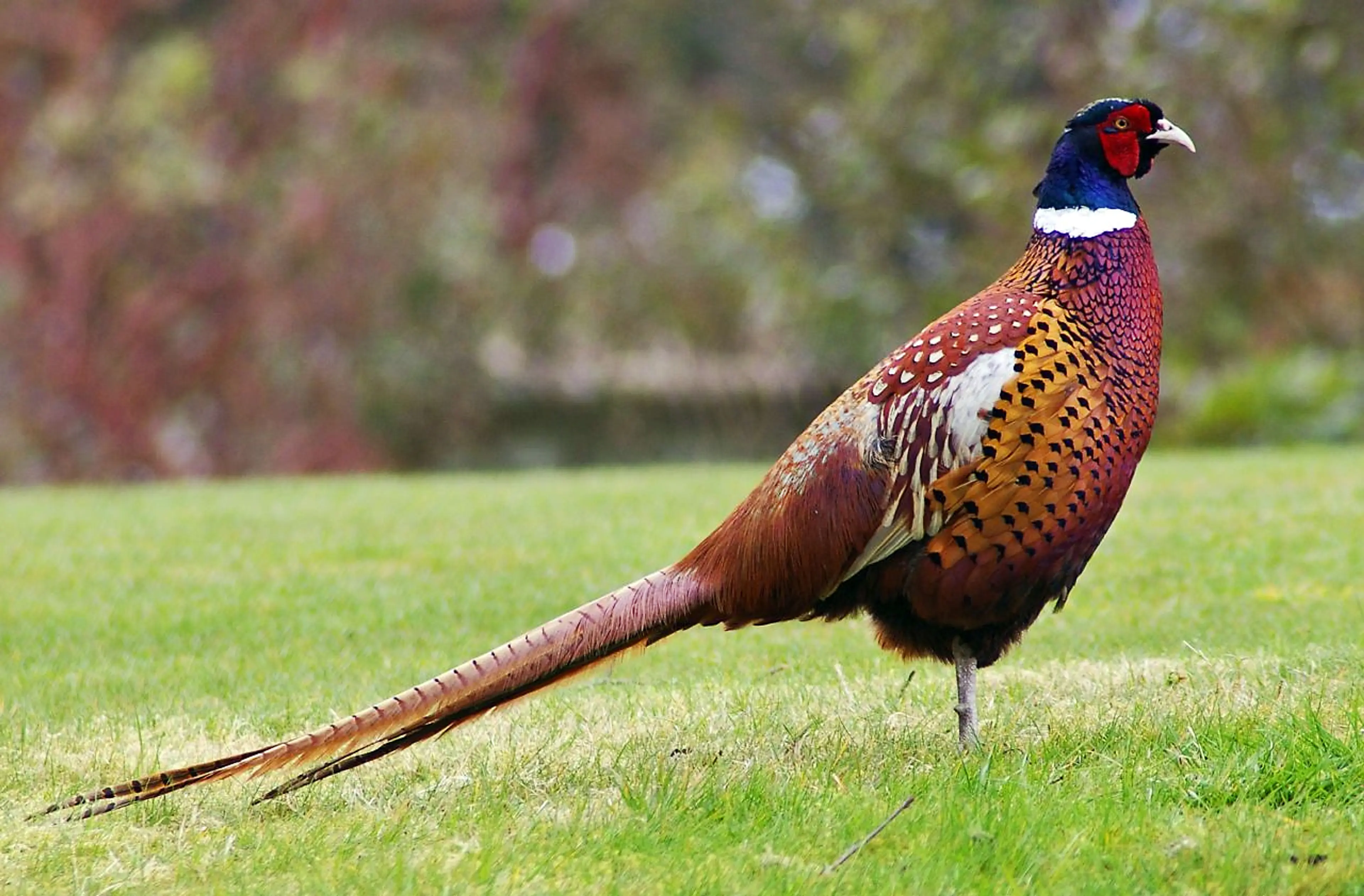 Pheasant