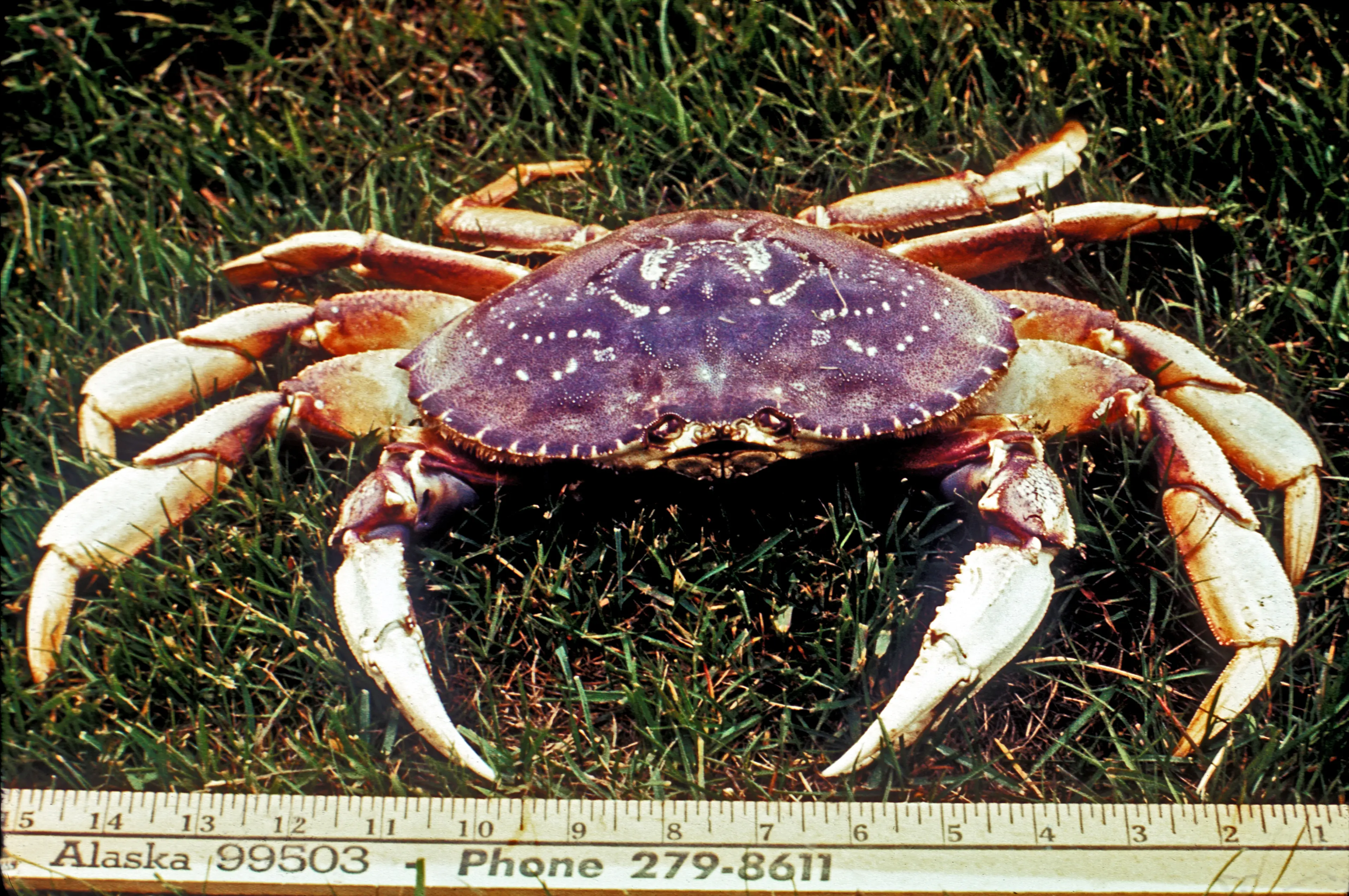 Dungeness Crab