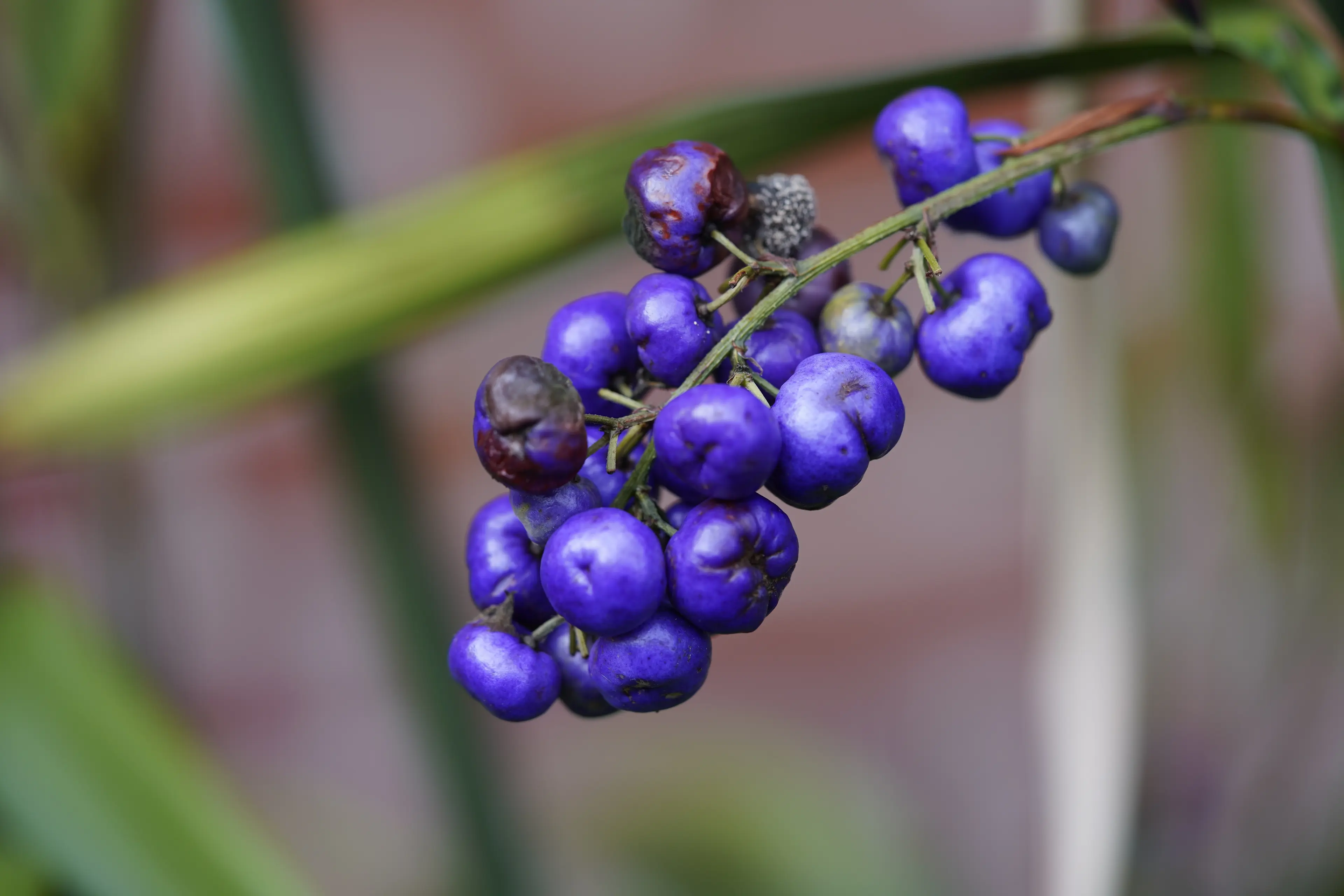 Tasmanian Berries