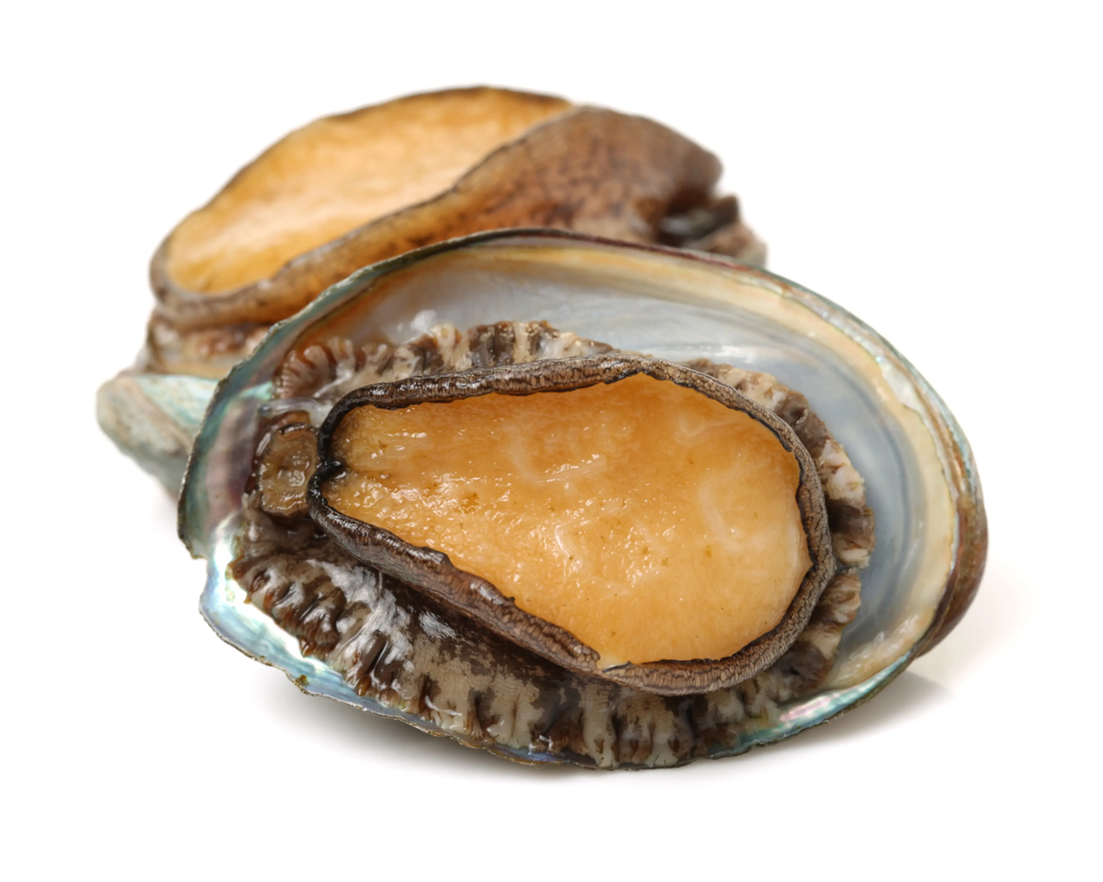 Tasmanian Abalone